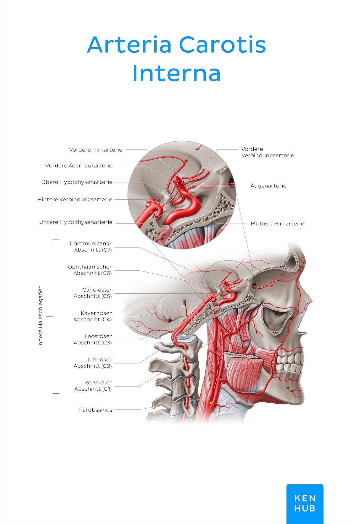 Anatomie - ARTEXPRESSO