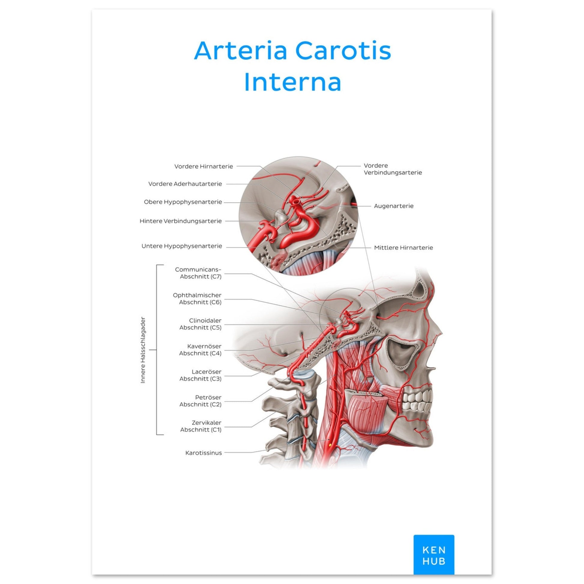 Arteria Carotis Interna (Deutsch) #poster# by ARTEXPRESSO