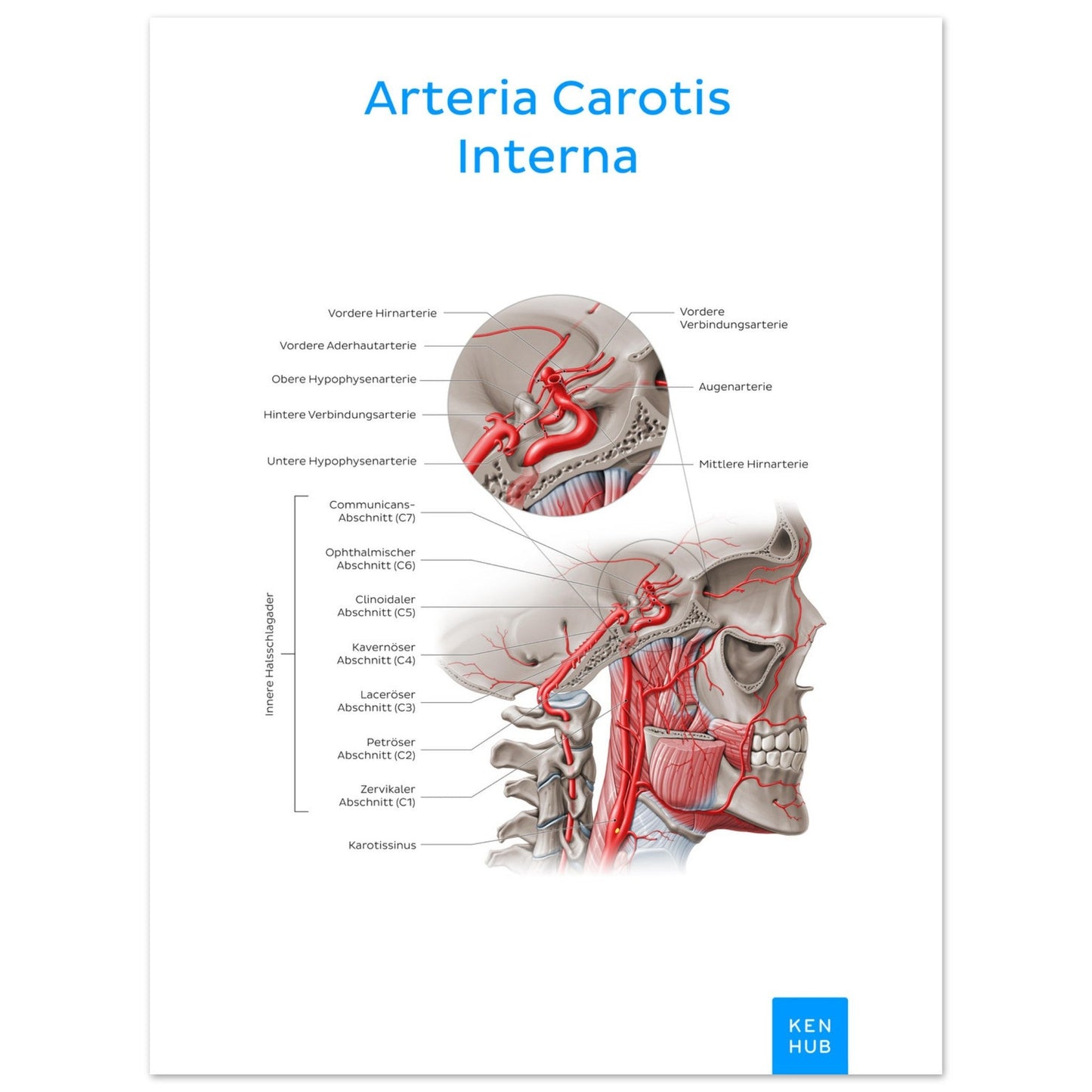 Arteria Carotis Interna (Deutsch) #poster# by ARTEXPRESSO