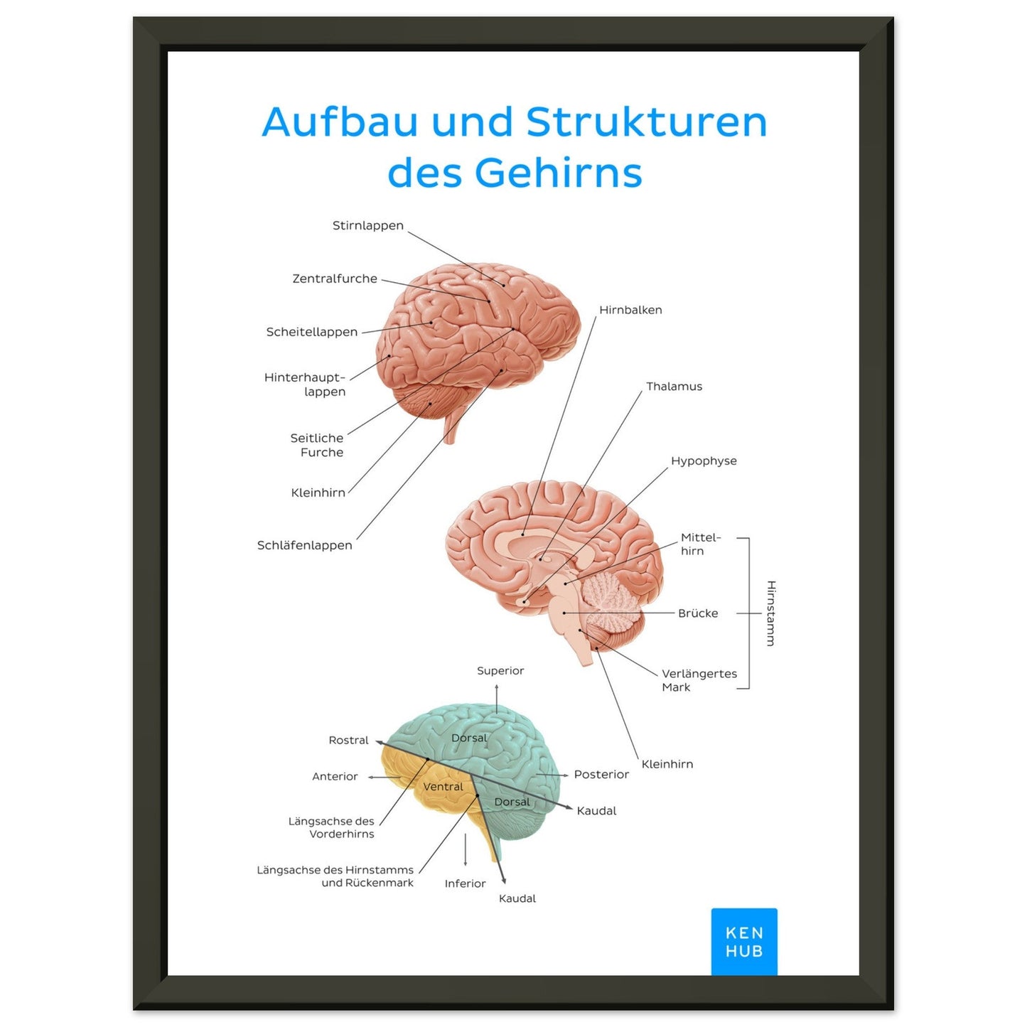 Aufbau und Strukturen des Gehirns (Deutsch) #poster# by ARTEXPRESSO