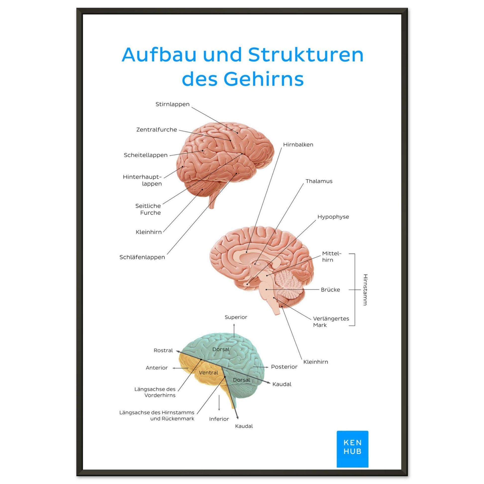 Aufbau und Strukturen des Gehirns (Deutsch) #poster# by ARTEXPRESSO