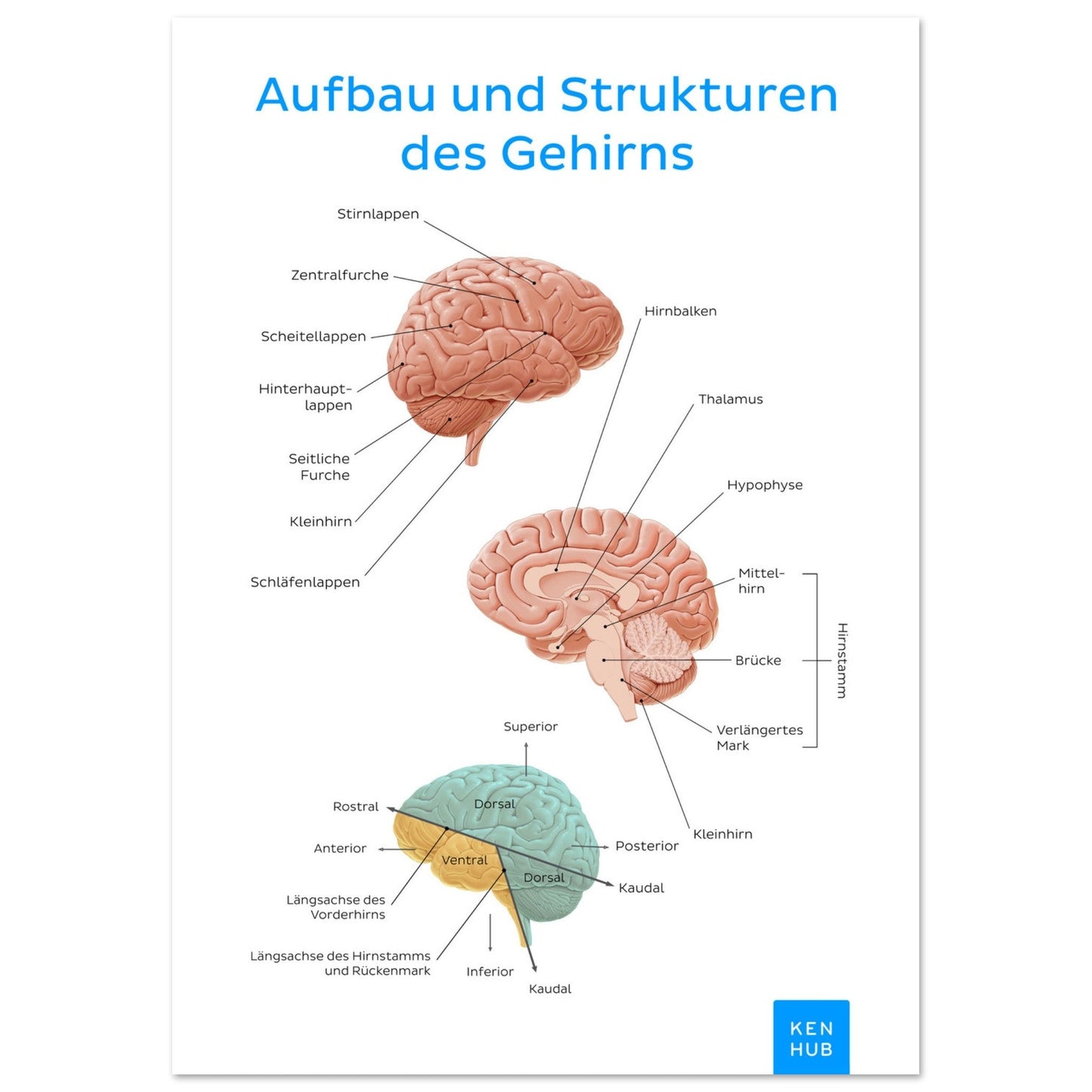 Aufbau und Strukturen des Gehirns (Deutsch) #poster# by ARTEXPRESSO