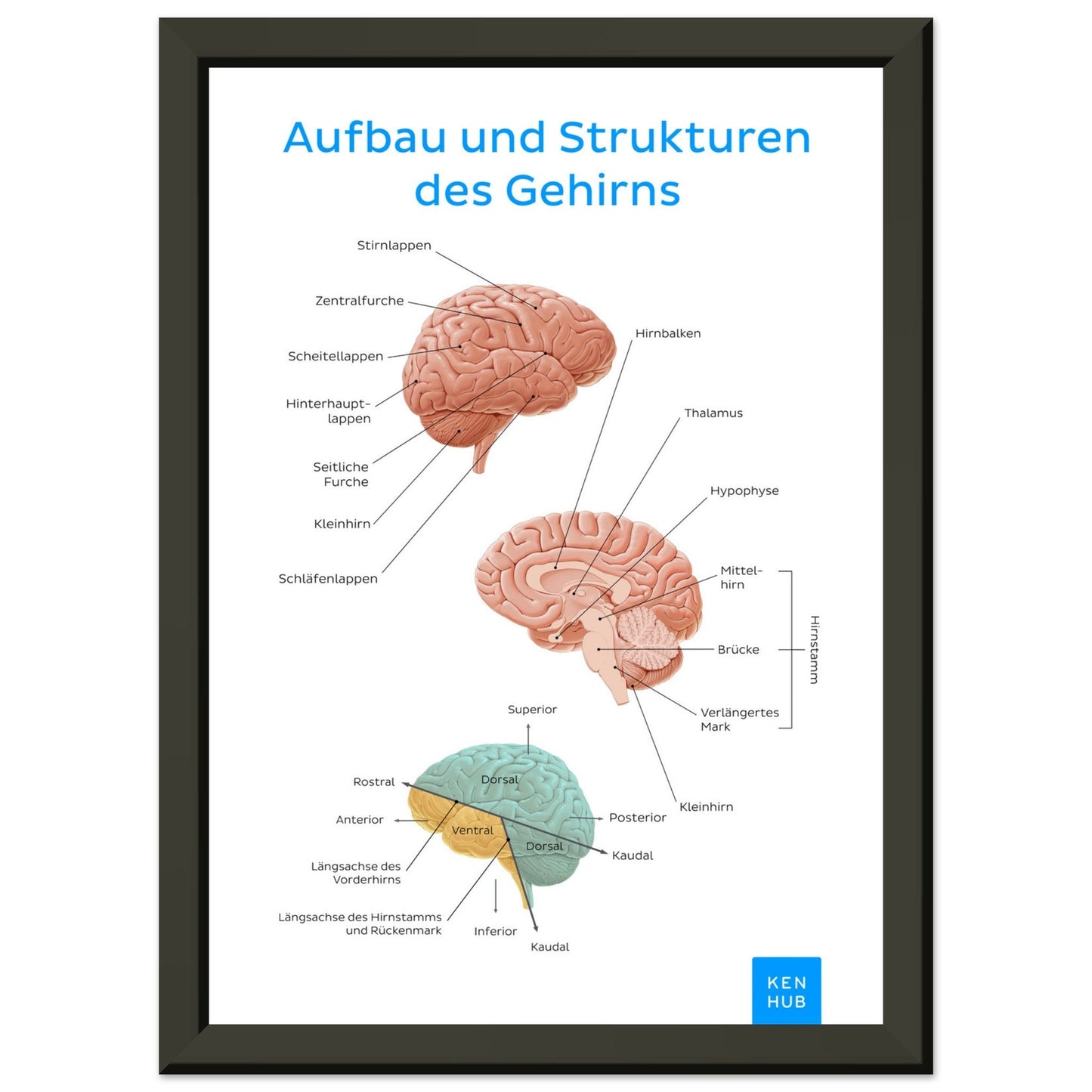 Aufbau und Strukturen des Gehirns (Deutsch) #poster# by ARTEXPRESSO