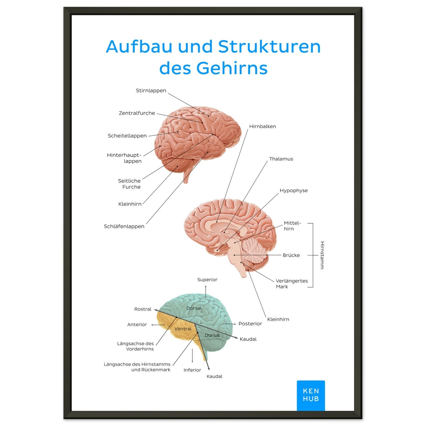 Aufbau und Strukturen des Gehirns (Deutsch) #poster# by ARTEXPRESSO