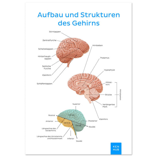 Aufbau und Strukturen des Gehirns (Deutsch) #poster# by ARTEXPRESSO