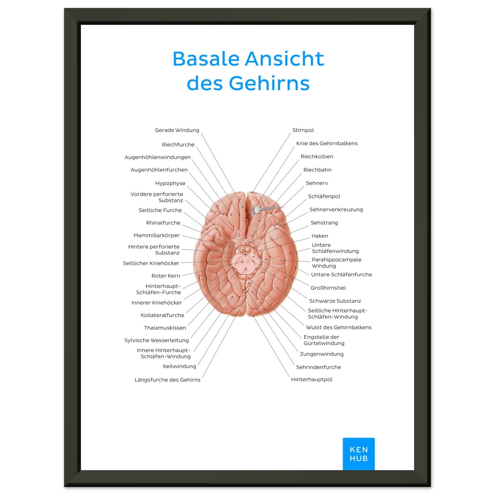 Basale Ansicht des Gehirns (Deutsch) #poster# by ARTEXPRESSO