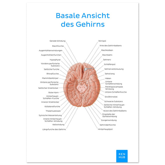 Basale Ansicht des Gehirns (Deutsch) #poster# by ARTEXPRESSO