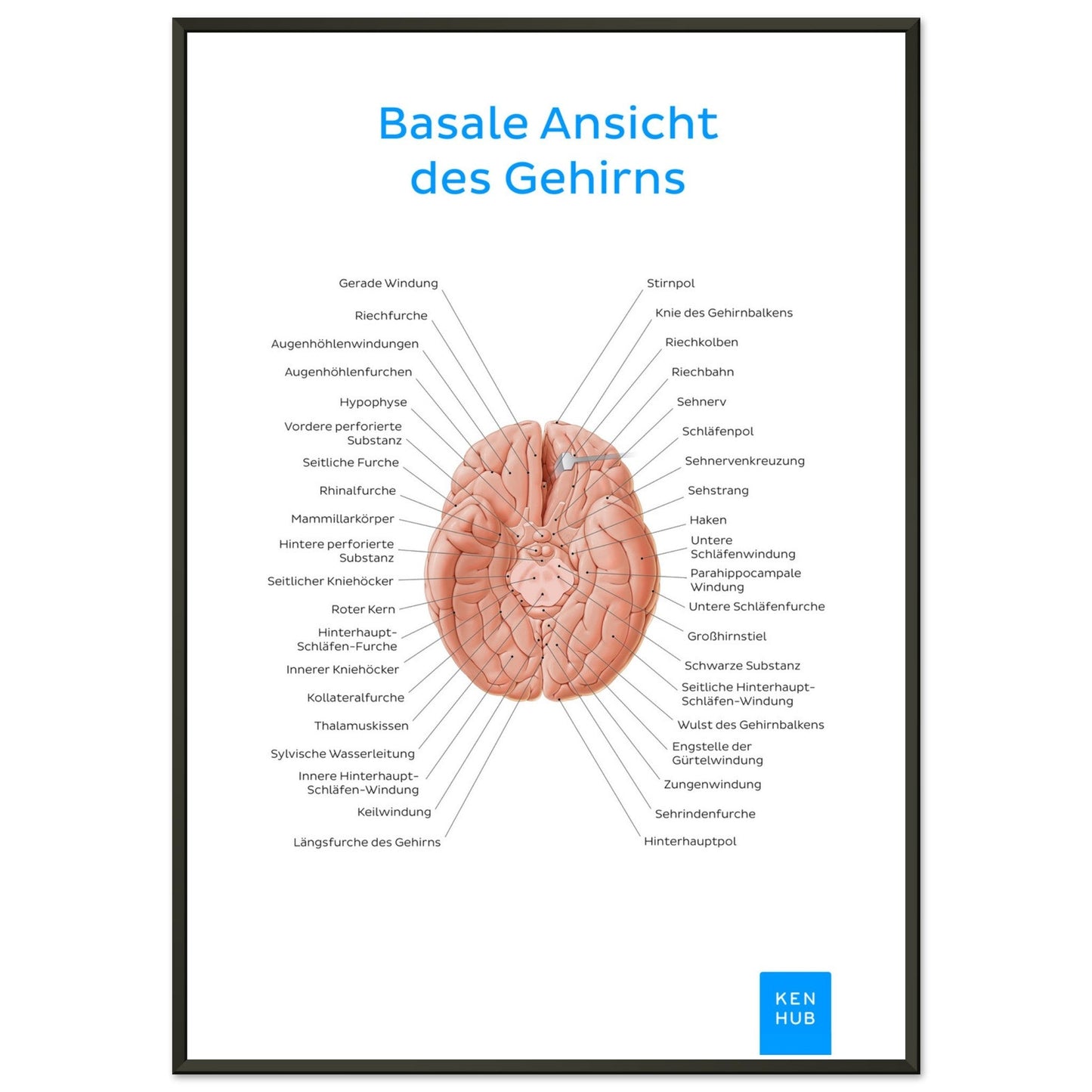 Basale Ansicht des Gehirns (Deutsch) #poster# by ARTEXPRESSO