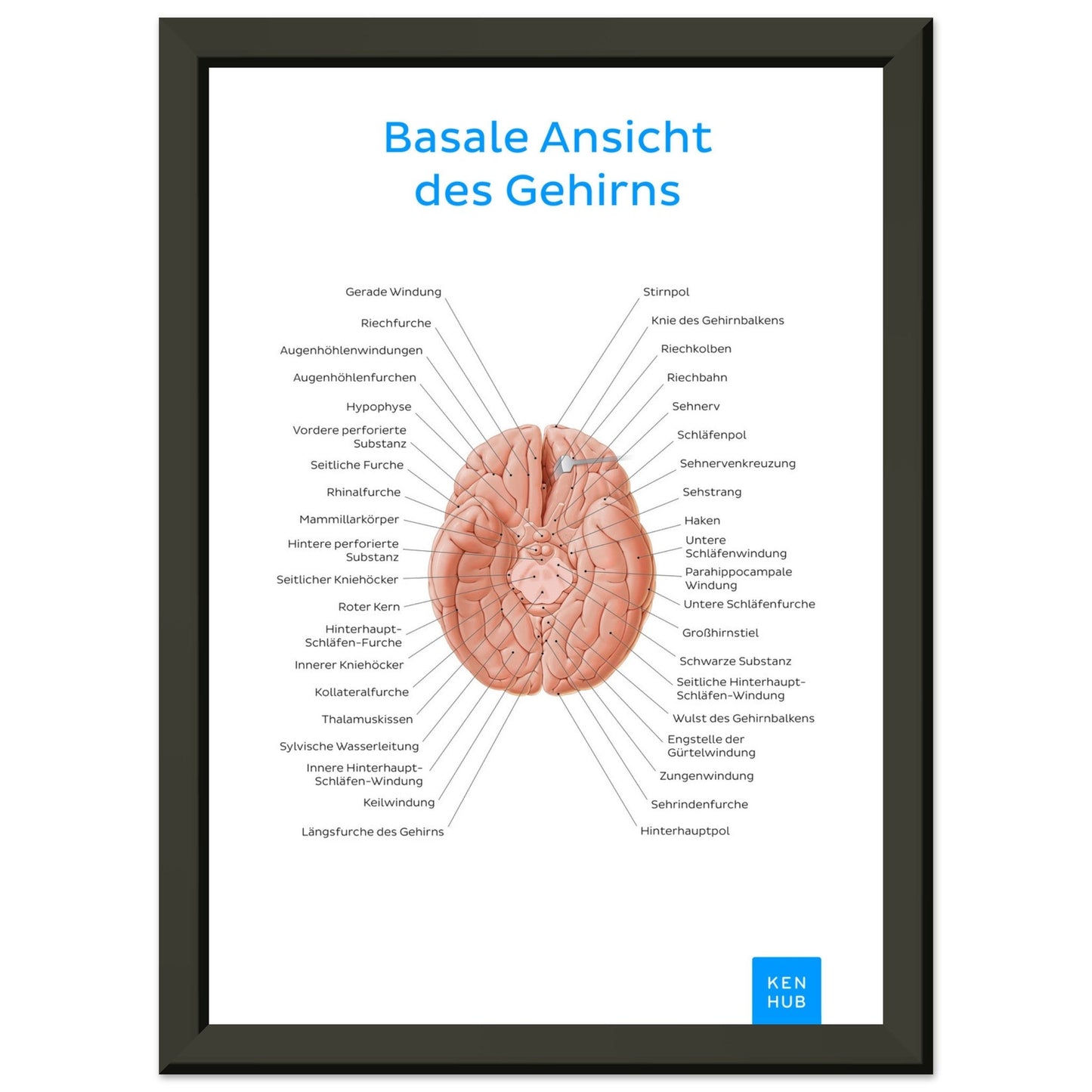 Basale Ansicht des Gehirns (Deutsch) #poster# by ARTEXPRESSO