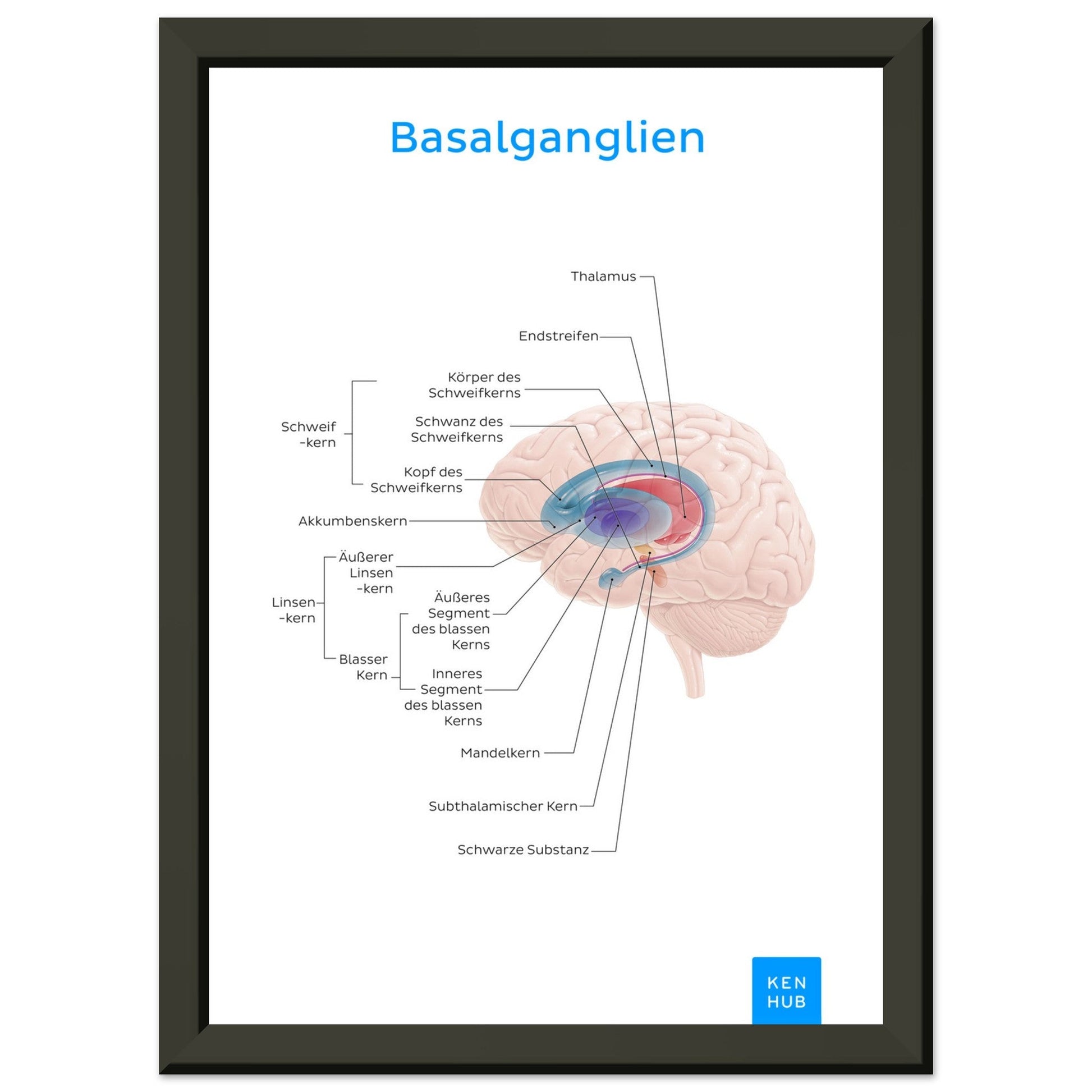 Basalganglien (Deutsch) #poster# by ARTEXPRESSO