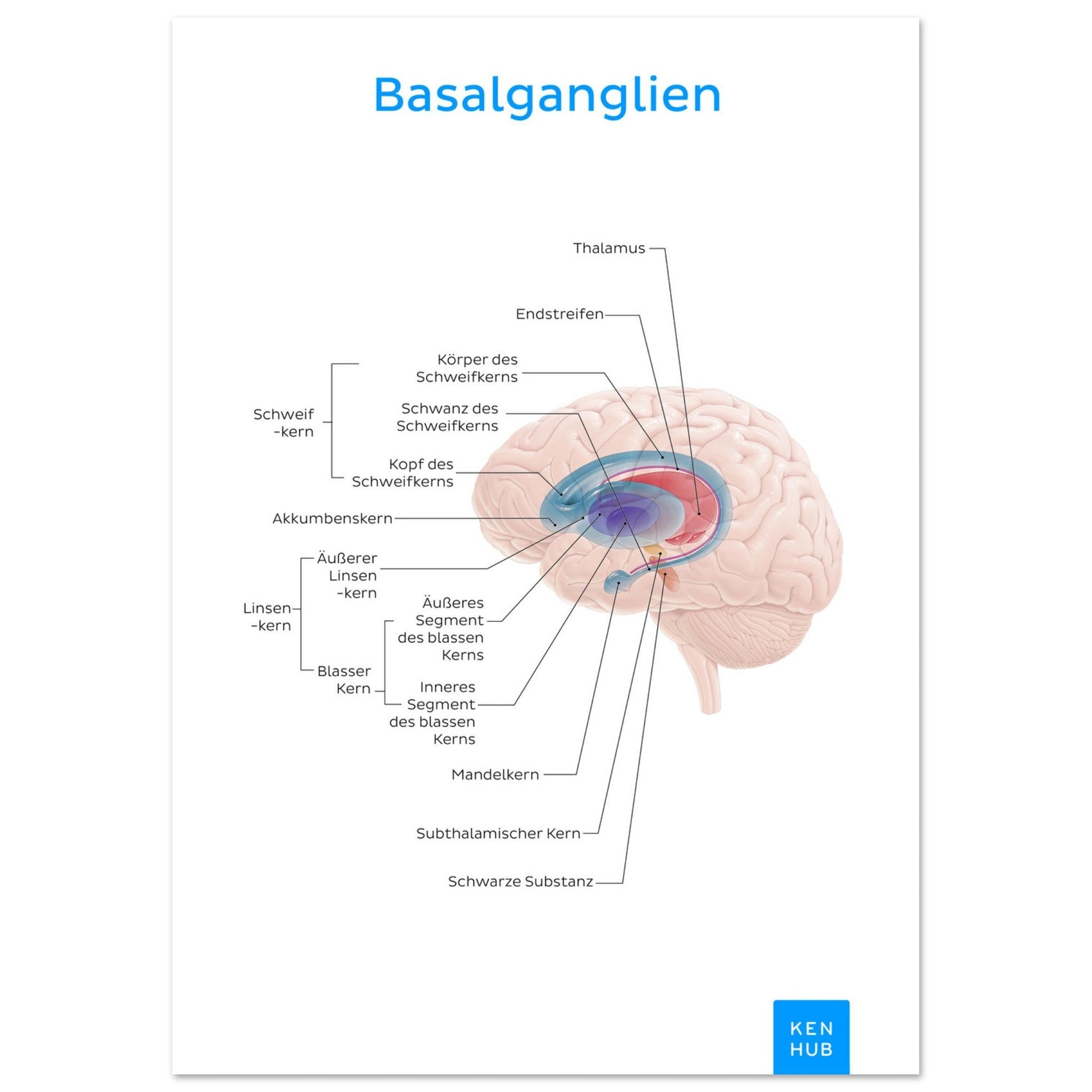 Basalganglien (Deutsch) #poster# by ARTEXPRESSO