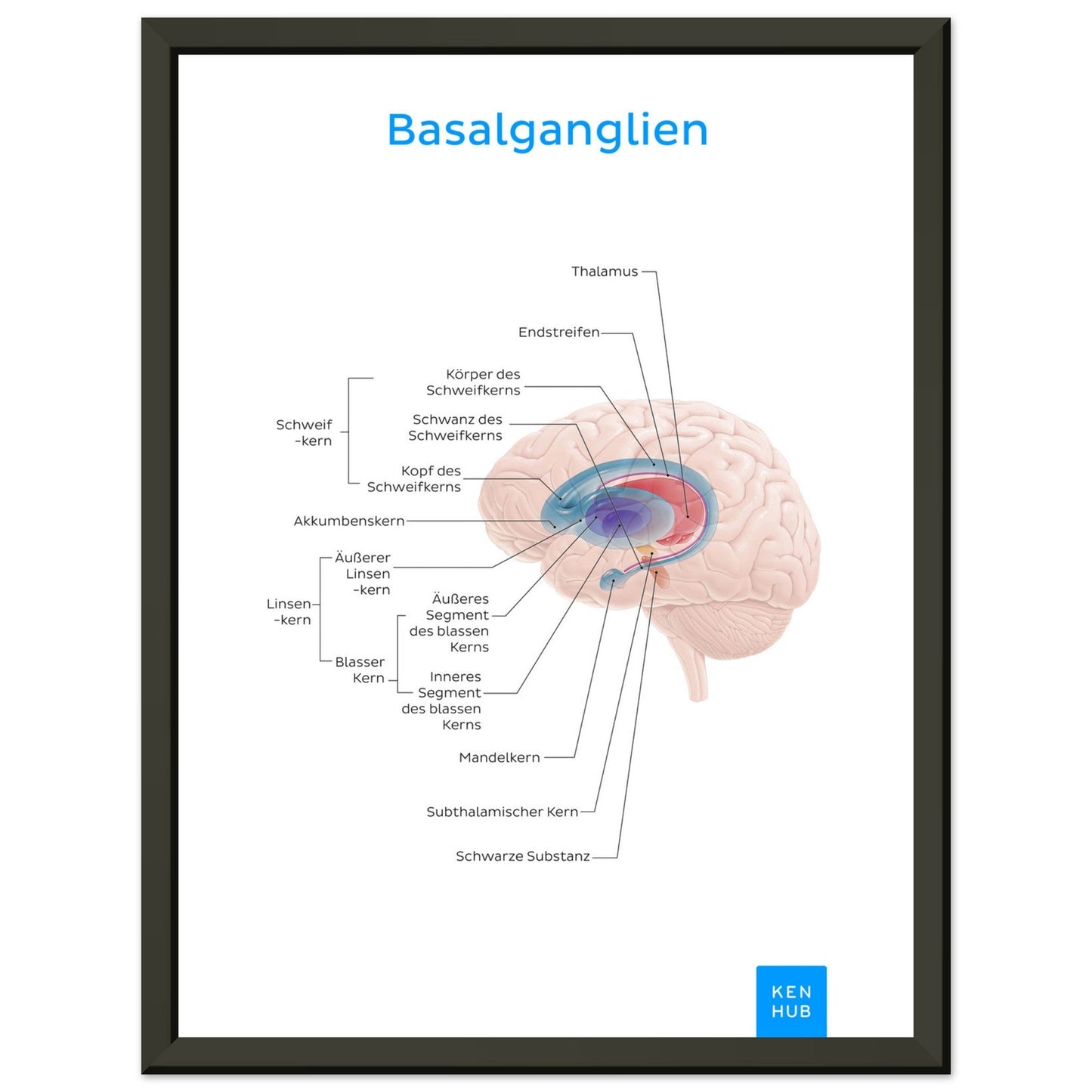 Basalganglien (Deutsch) #poster# by ARTEXPRESSO