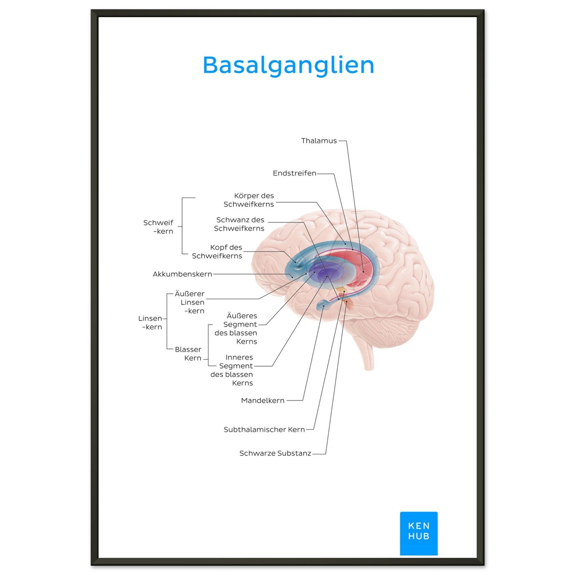 Basalganglien (Deutsch) #poster# by ARTEXPRESSO