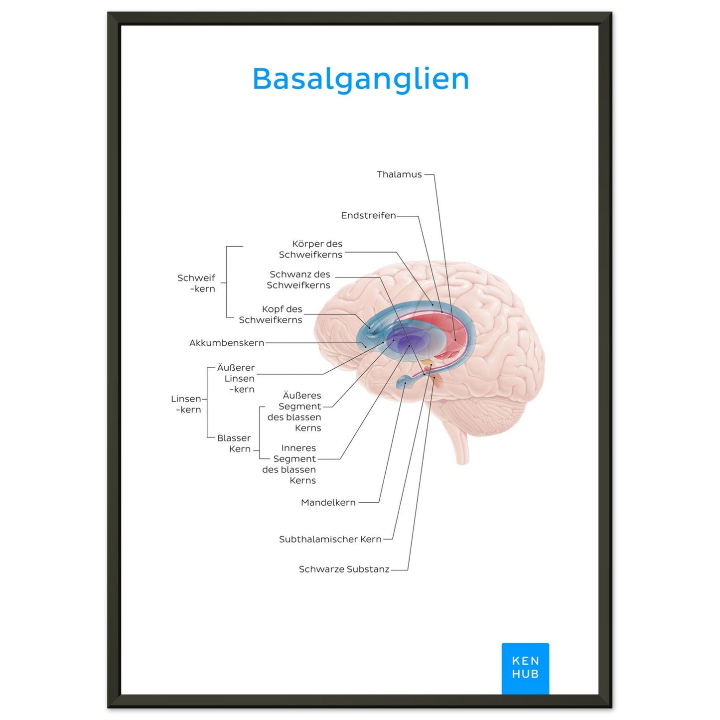 Basalganglien (Deutsch) #poster# by ARTEXPRESSO