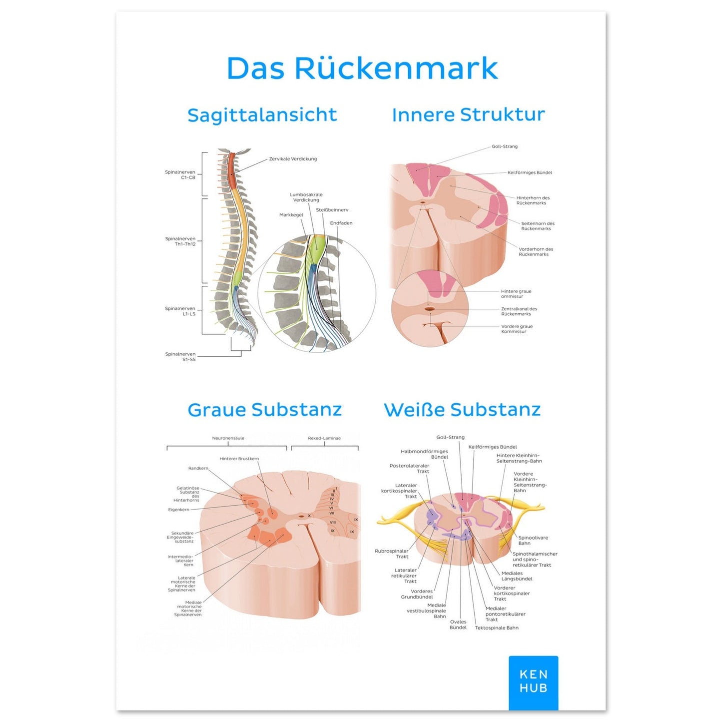 Das Rückenmark (Deutsch) #poster# by ARTEXPRESSO