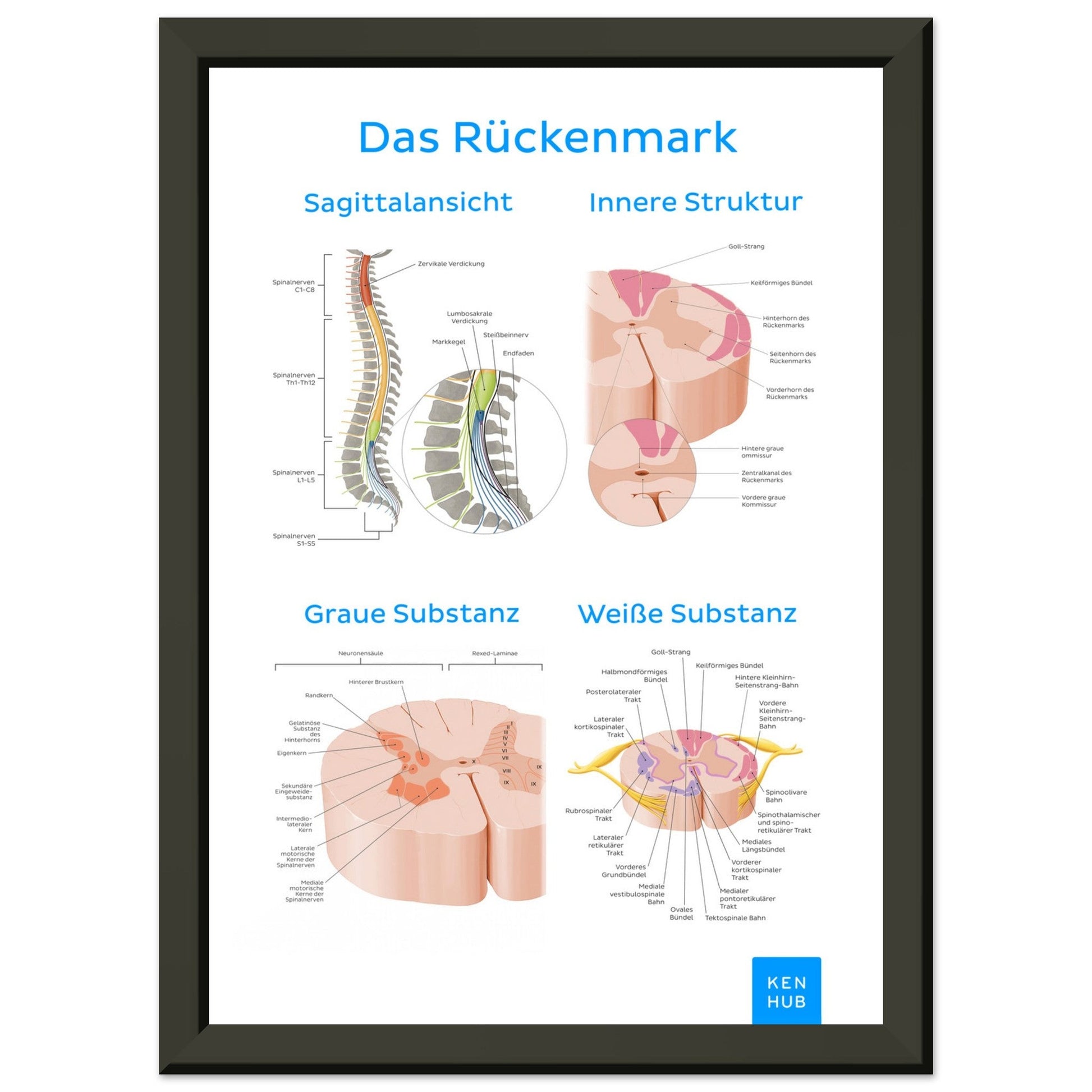 Das Rückenmark (Deutsch) #poster# by ARTEXPRESSO