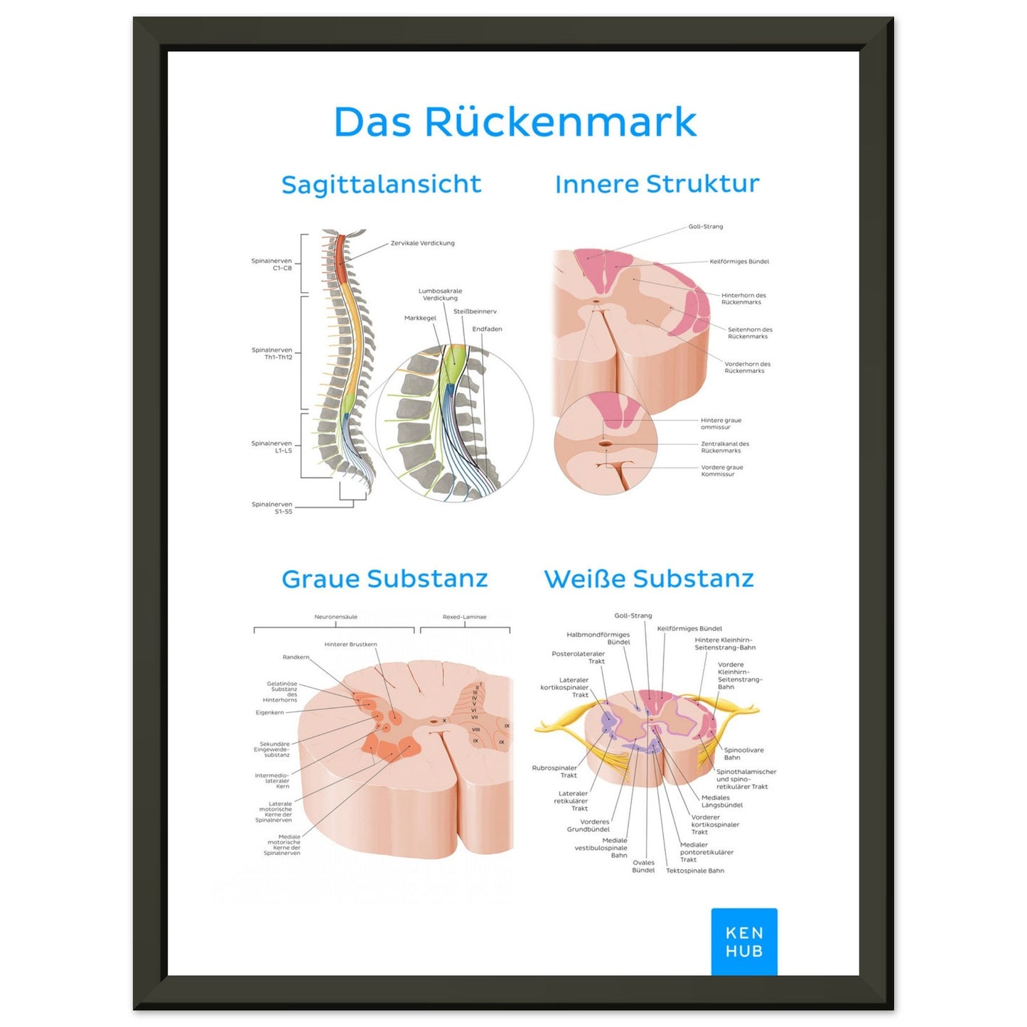 Das Rückenmark (Deutsch) #poster# by ARTEXPRESSO