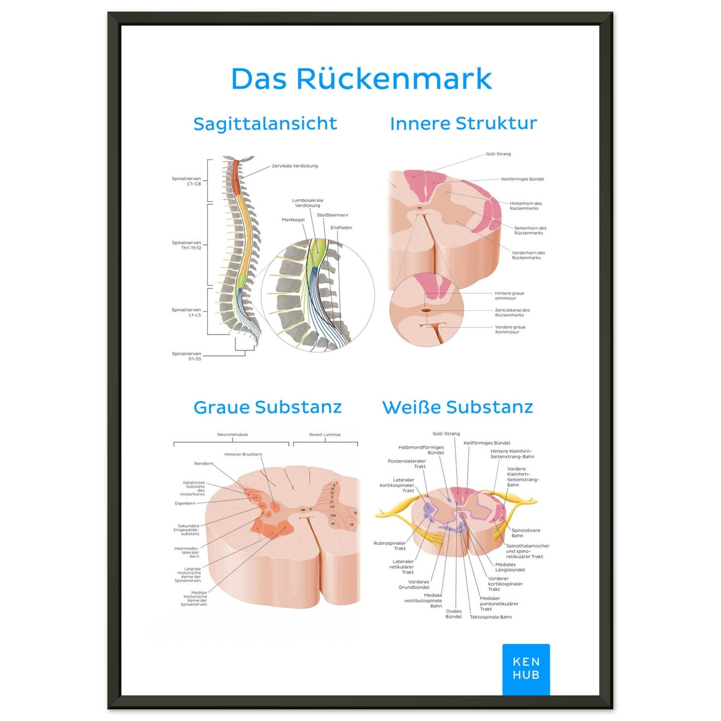 Das Rückenmark (Deutsch) #poster# by ARTEXPRESSO