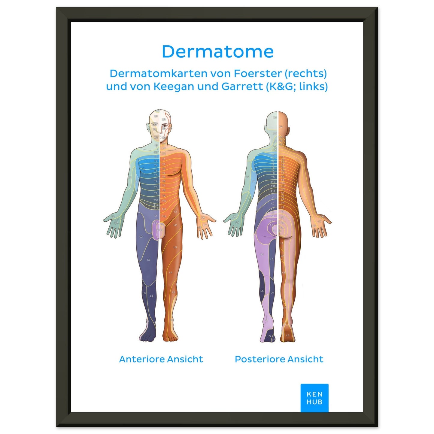 Dermatome #poster# by ARTEXPRESSO