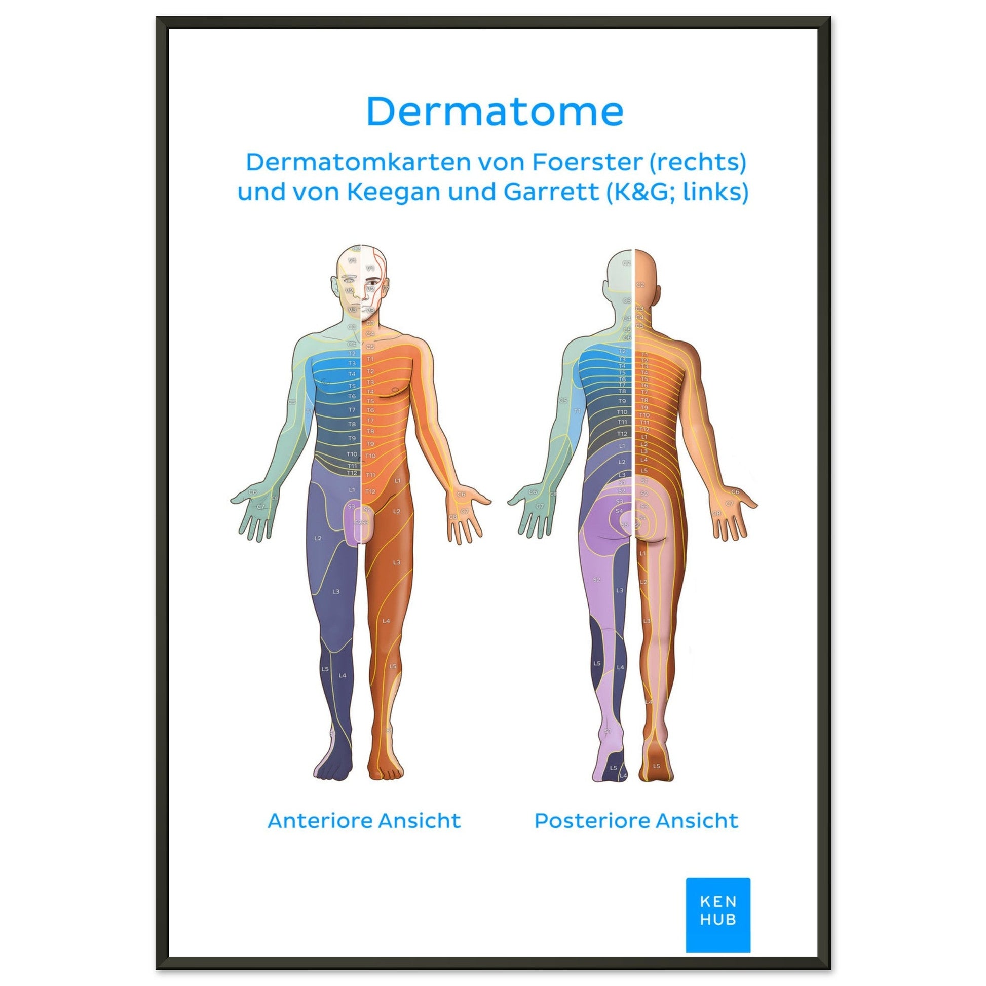 Dermatome #poster# by ARTEXPRESSO