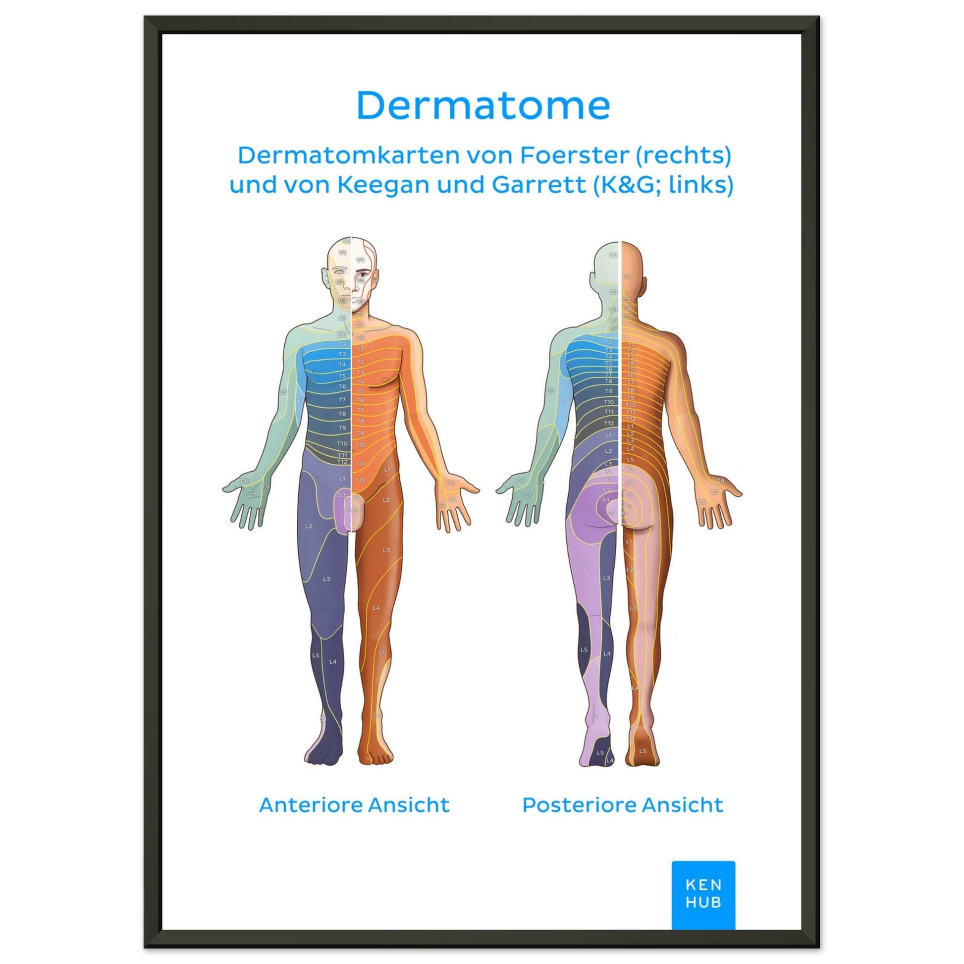 Dermatome #poster# by ARTEXPRESSO