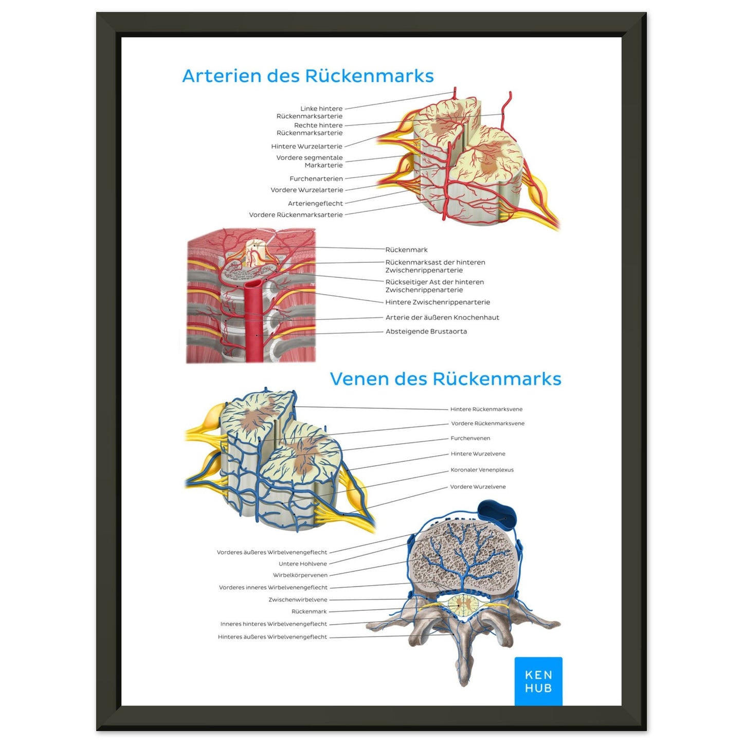 Gefäße des Rückenmarks (Deutsch) #poster# by ARTEXPRESSO