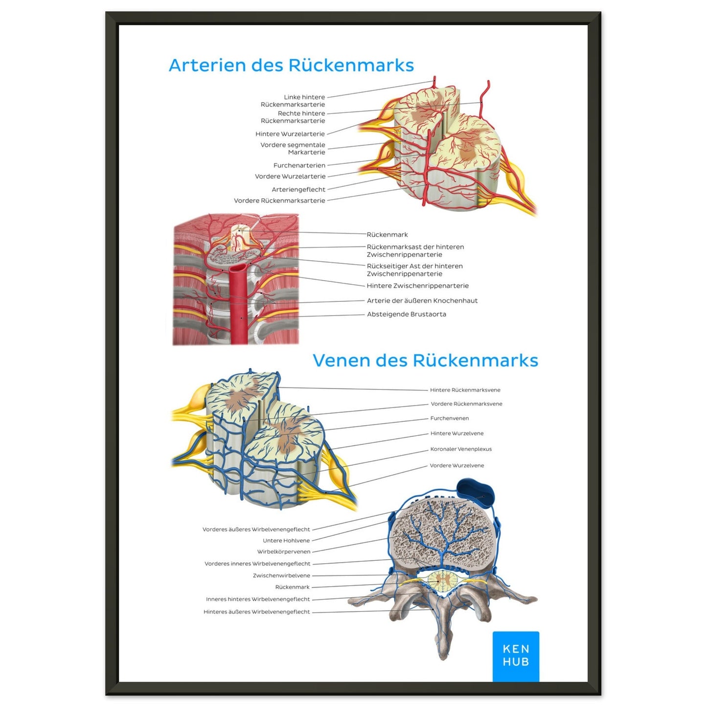 Gefäße des Rückenmarks (Deutsch) #poster# by ARTEXPRESSO