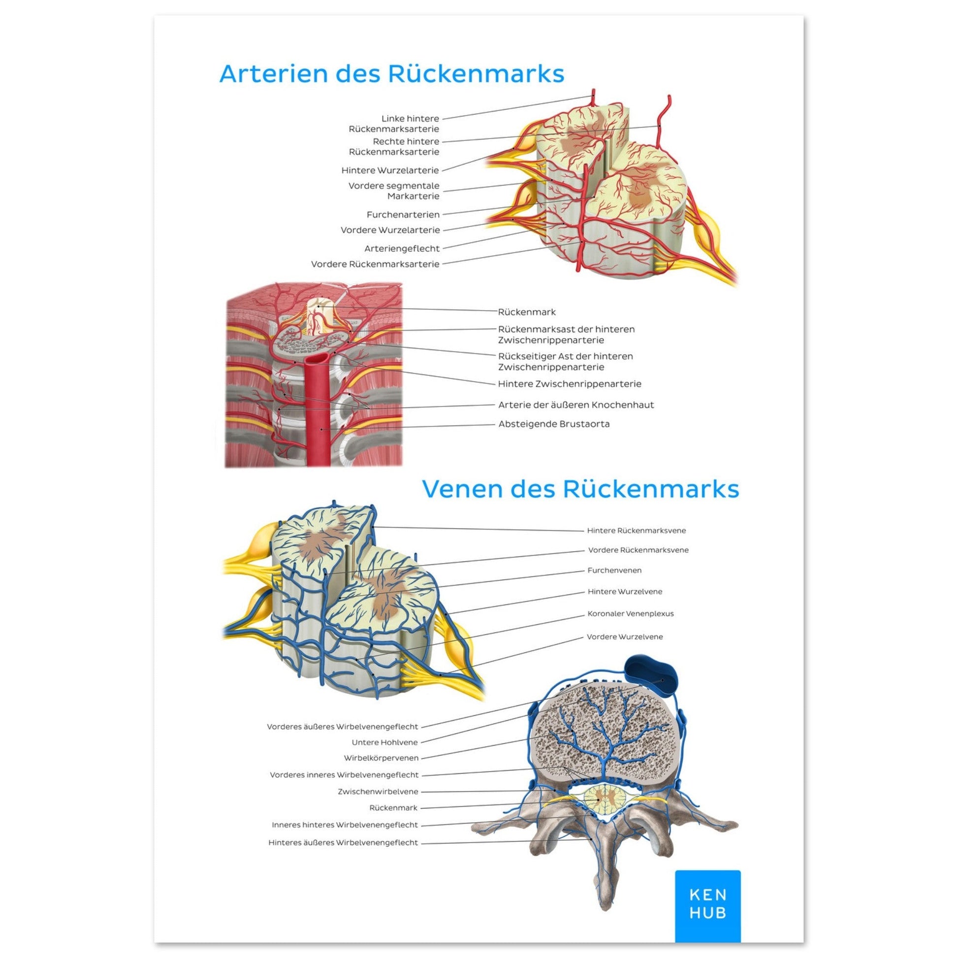 Gefäße des Rückenmarks (Deutsch) #poster# by ARTEXPRESSO