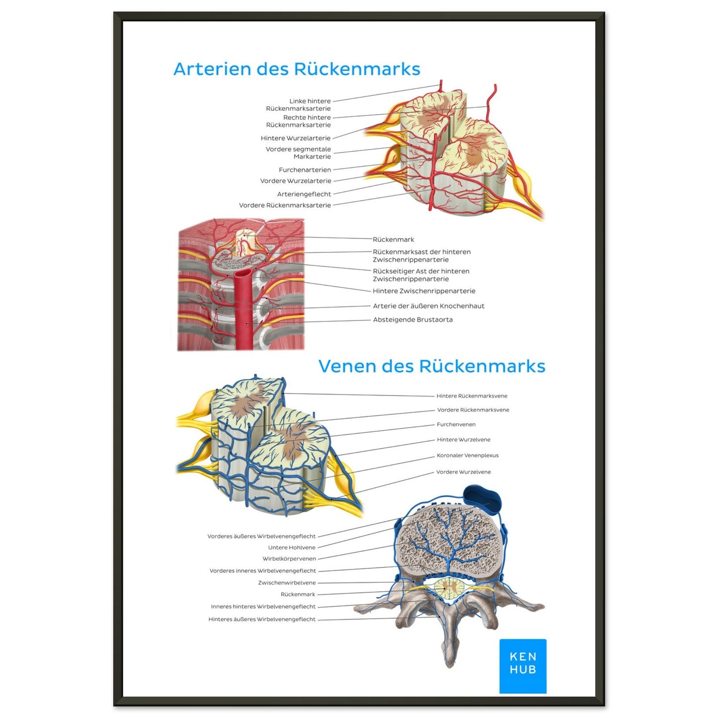 Gefäße des Rückenmarks (Deutsch) #poster# by ARTEXPRESSO