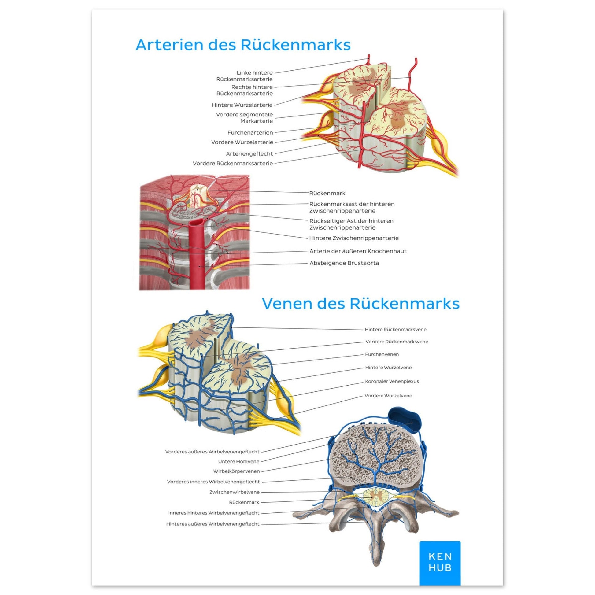 Gefäße des Rückenmarks (Deutsch) #poster# by ARTEXPRESSO