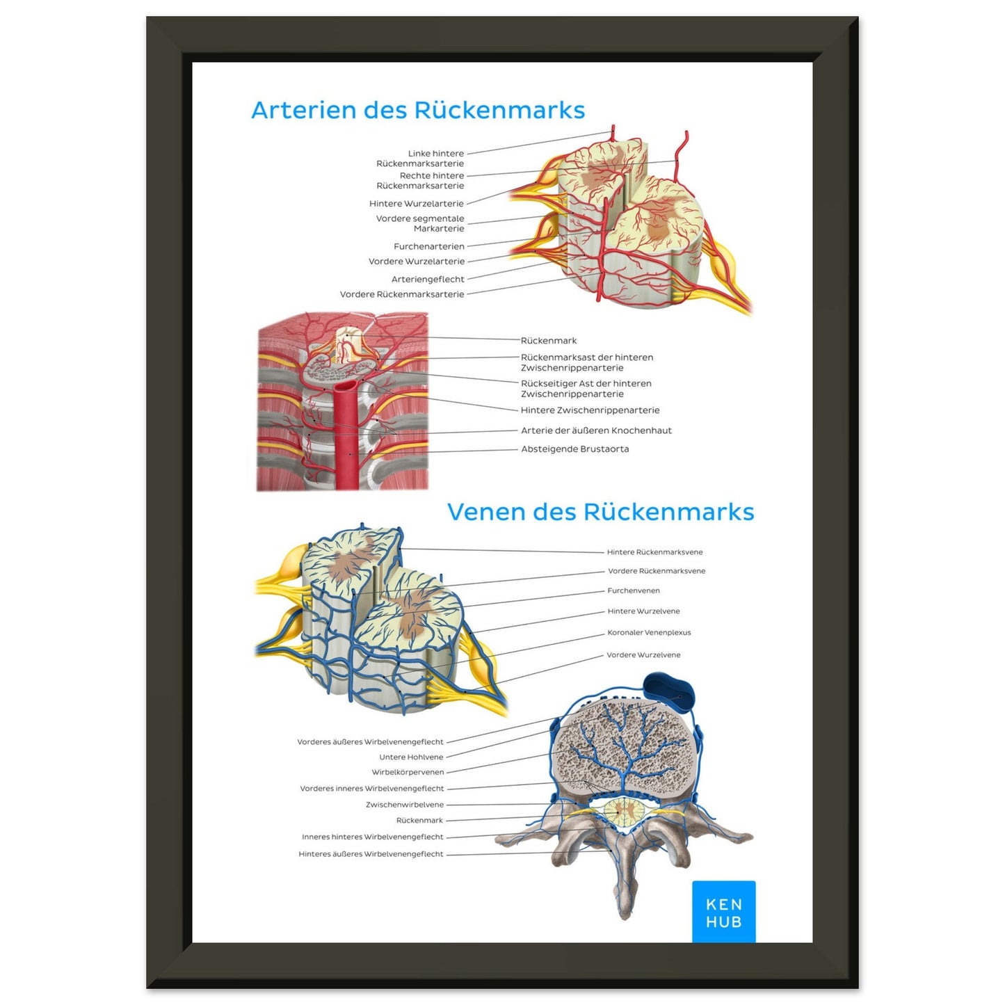 Gefäße des Rückenmarks (Deutsch) #poster# by ARTEXPRESSO