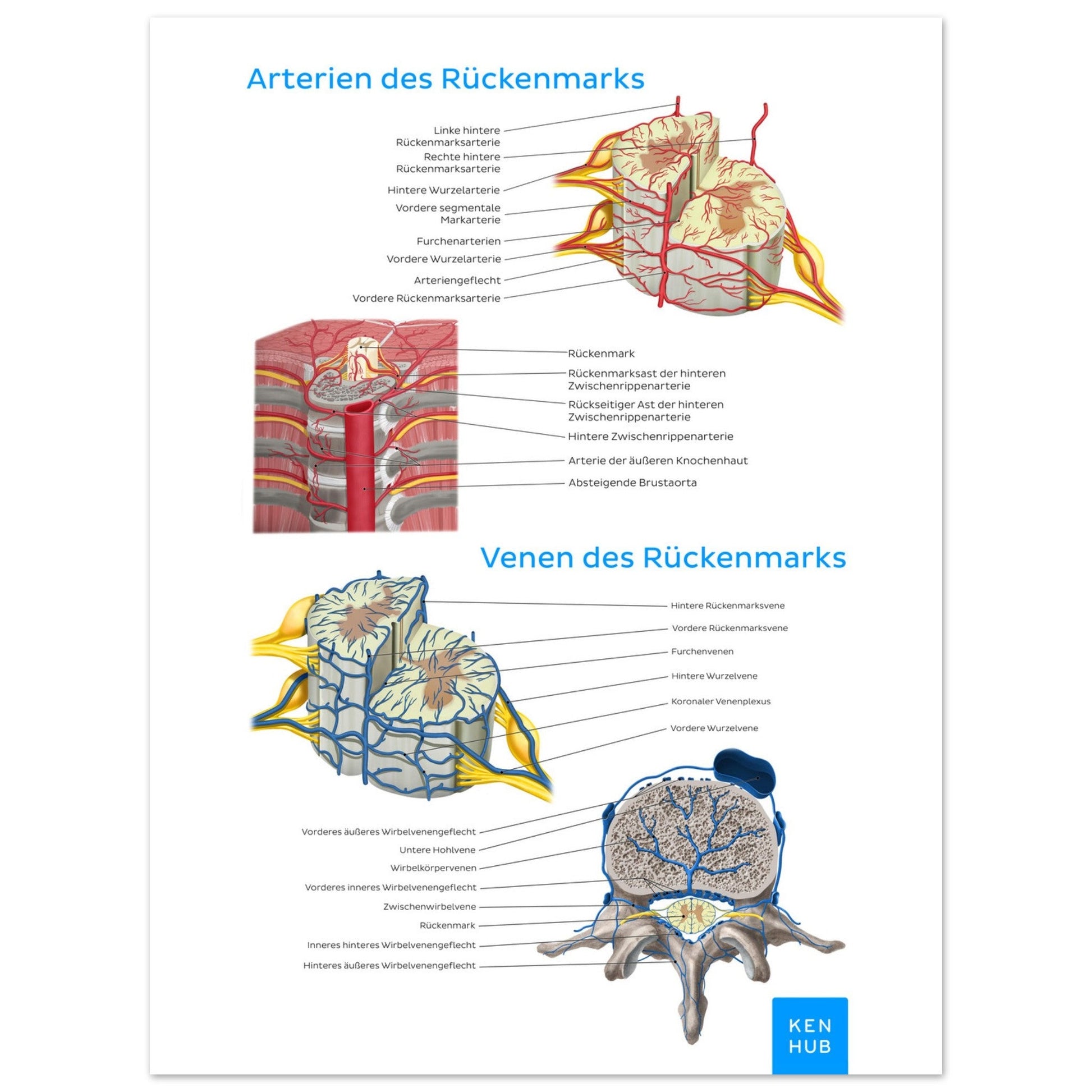 Gefäße des Rückenmarks (Deutsch) #poster# by ARTEXPRESSO