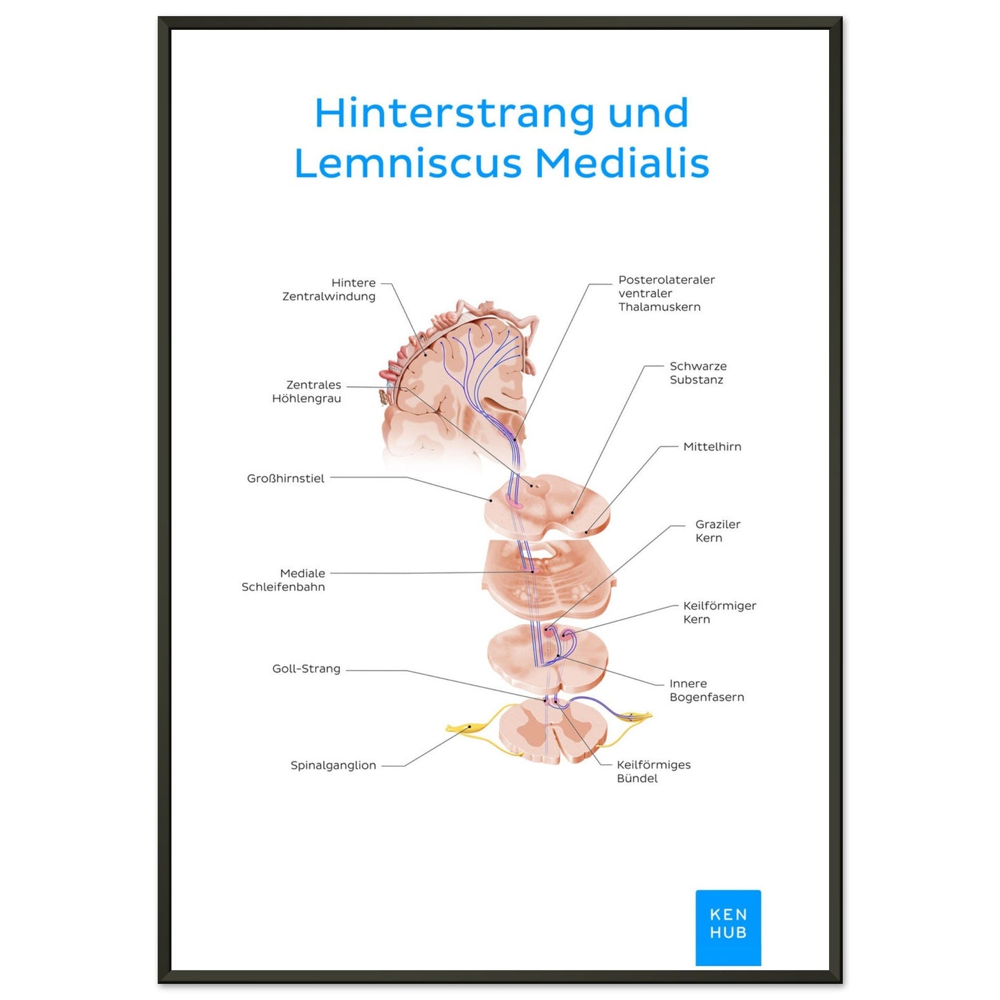 Hinterstrang und Lemniscus Medialis (Deutsch) #poster# by ARTEXPRESSO