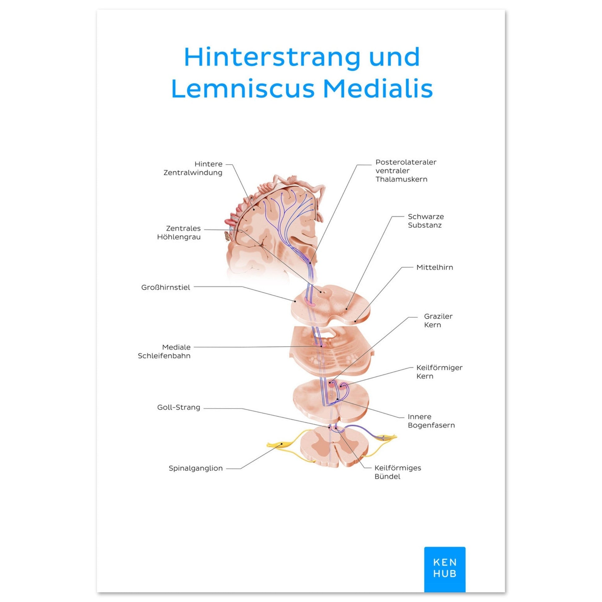 Hinterstrang und Lemniscus Medialis (Deutsch) #poster# by ARTEXPRESSO