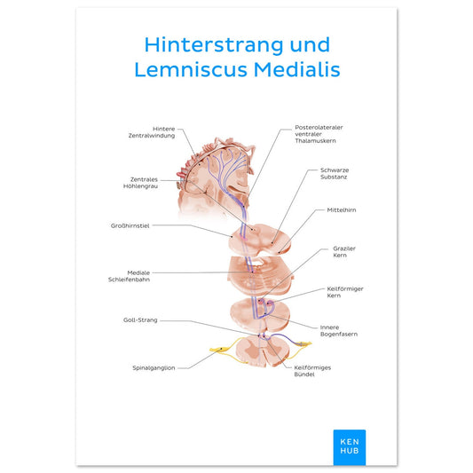 Hinterstrang und Lemniscus Medialis (Deutsch) #poster# by ARTEXPRESSO