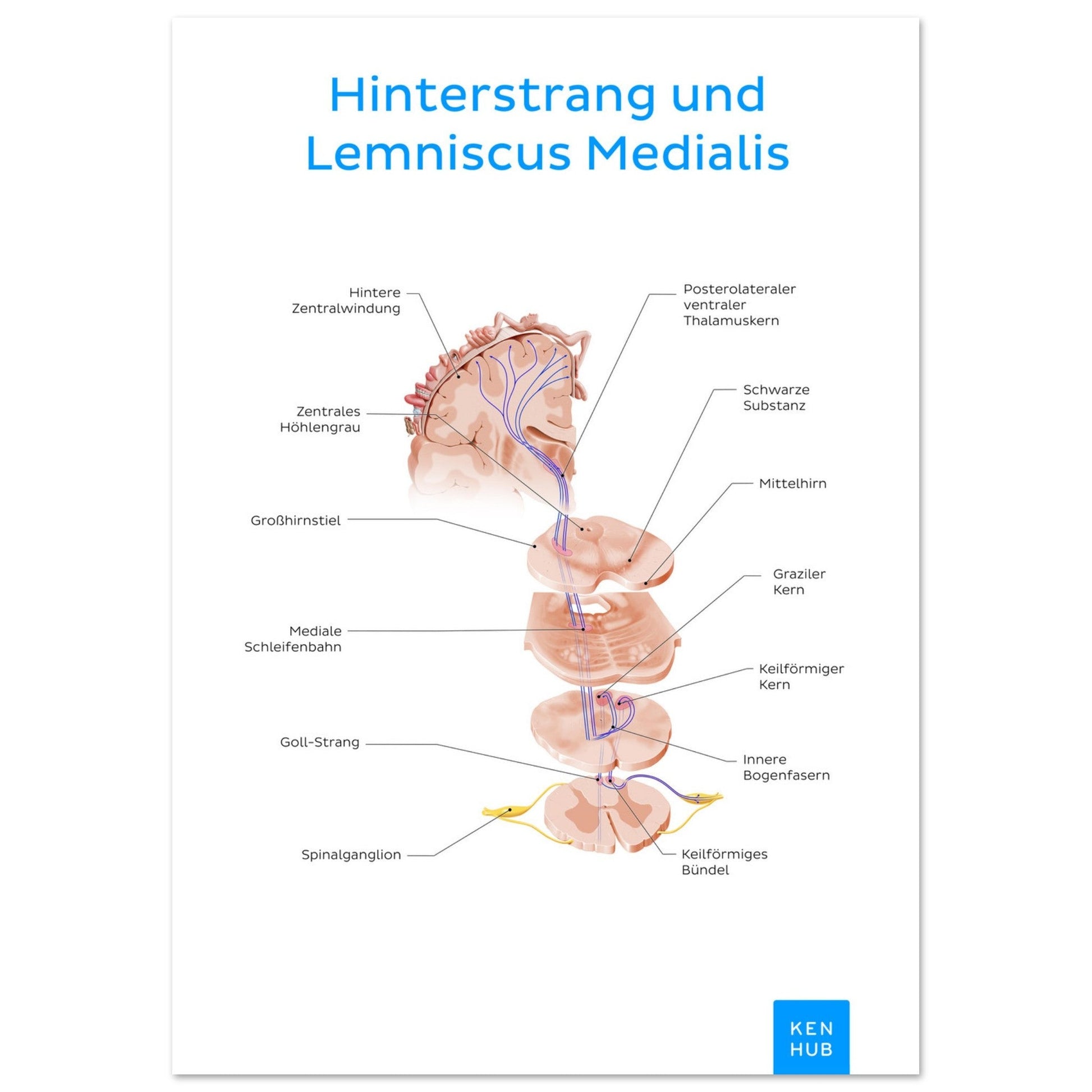 Hinterstrang und Lemniscus Medialis (Deutsch) #poster# by ARTEXPRESSO