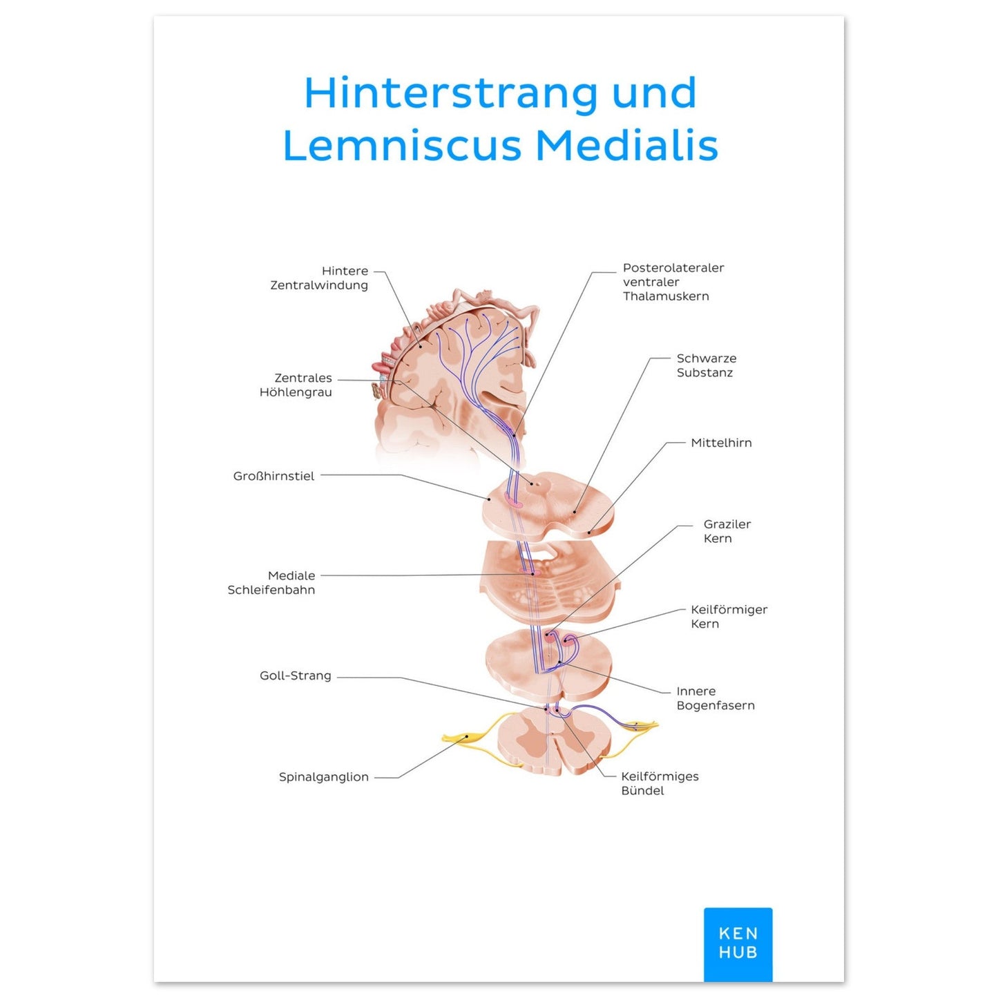 Hinterstrang und Lemniscus Medialis (Deutsch) #poster# by ARTEXPRESSO