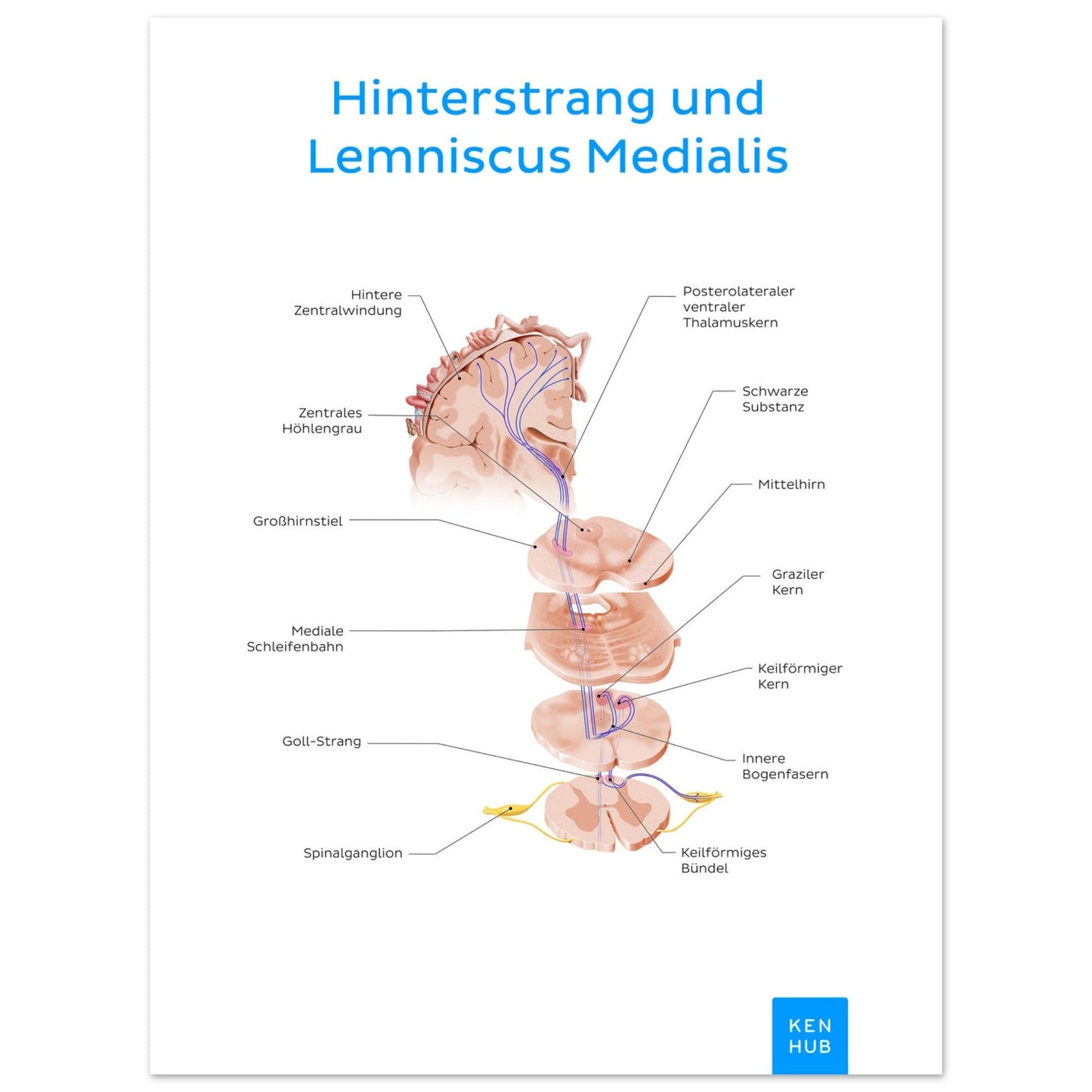 Hinterstrang und Lemniscus Medialis (Deutsch) #poster# by ARTEXPRESSO