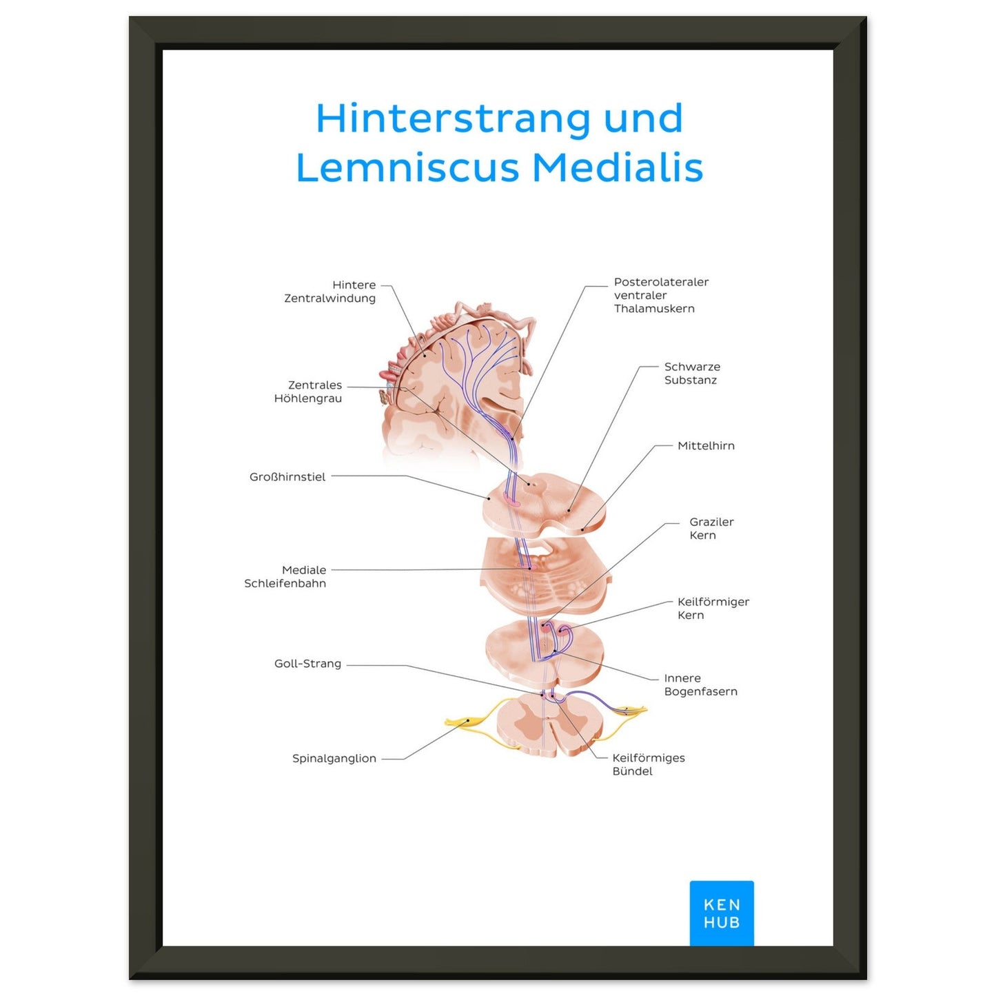 Hinterstrang und Lemniscus Medialis (Deutsch) #poster# by ARTEXPRESSO