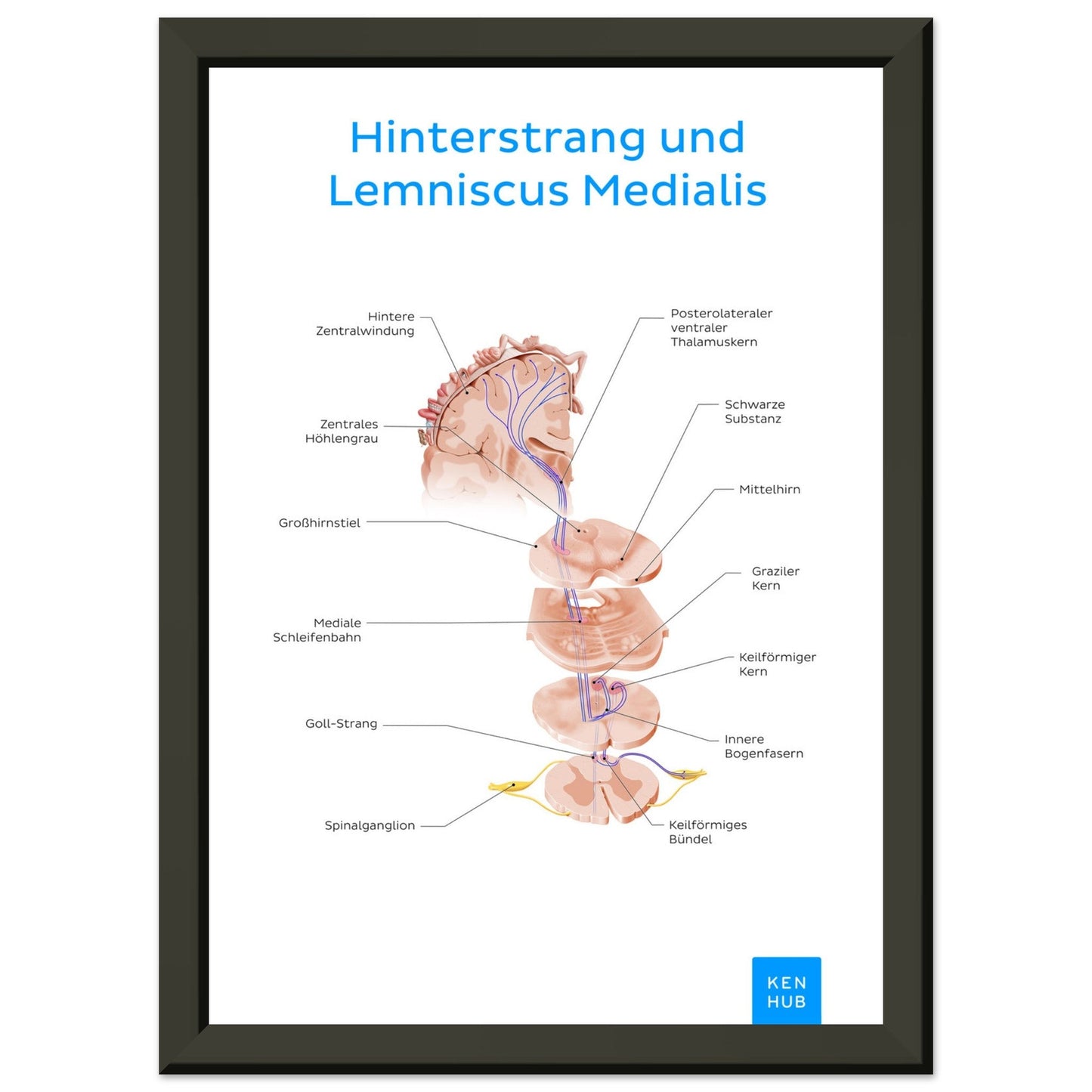 Hinterstrang und Lemniscus Medialis (Deutsch) #poster# by ARTEXPRESSO