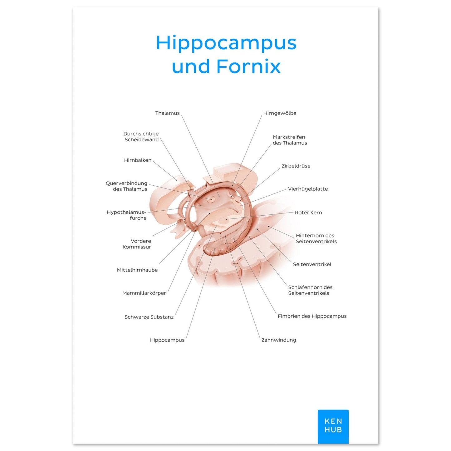 Hippocampus und Fornix (Deutsch) #poster# by ARTEXPRESSO