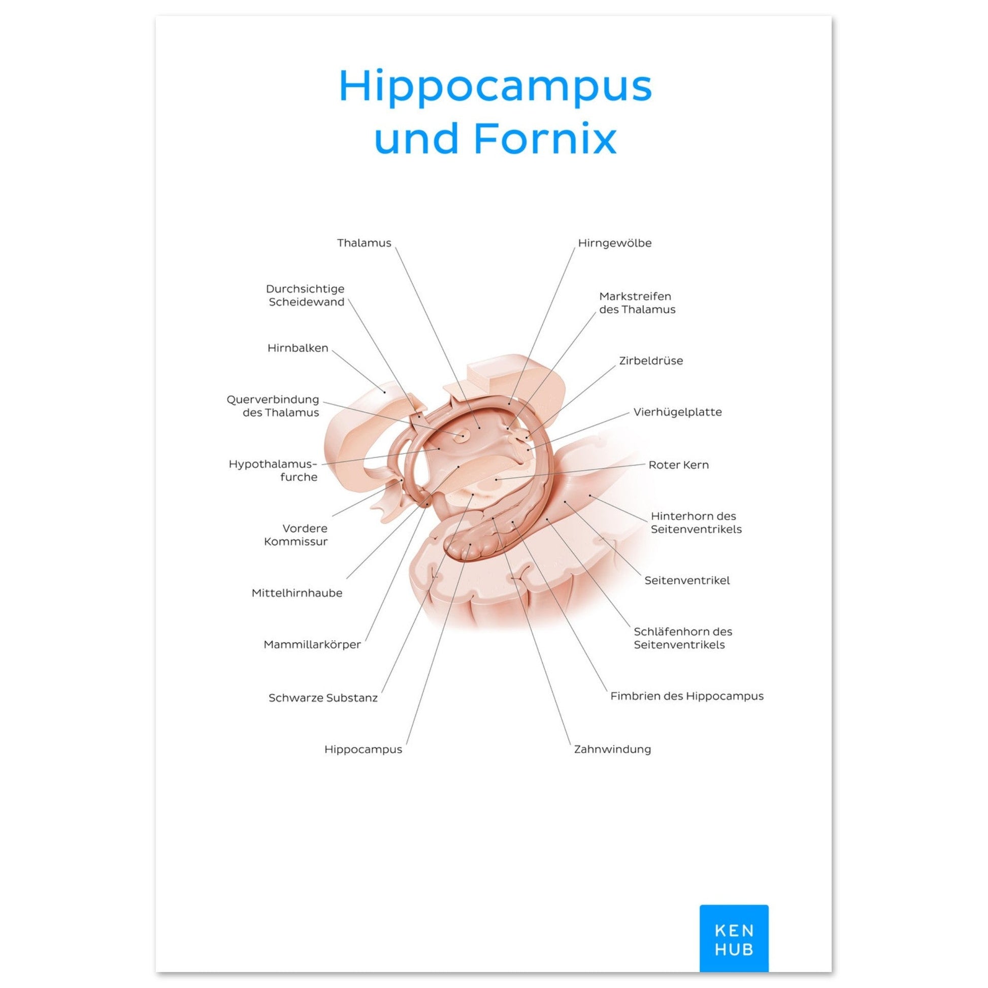 Hippocampus und Fornix (Deutsch) #poster# by ARTEXPRESSO