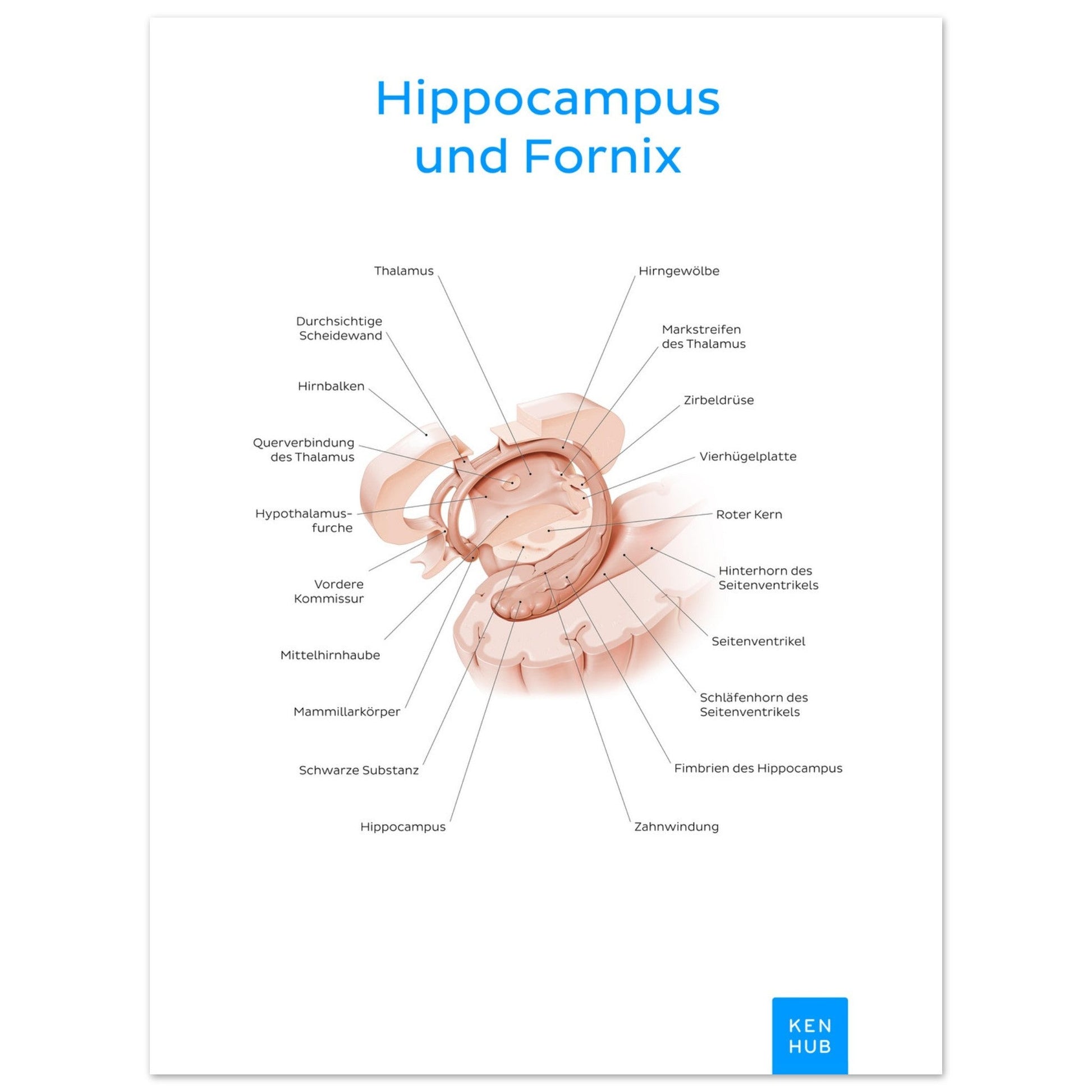 Hippocampus und Fornix (Deutsch) #poster# by ARTEXPRESSO