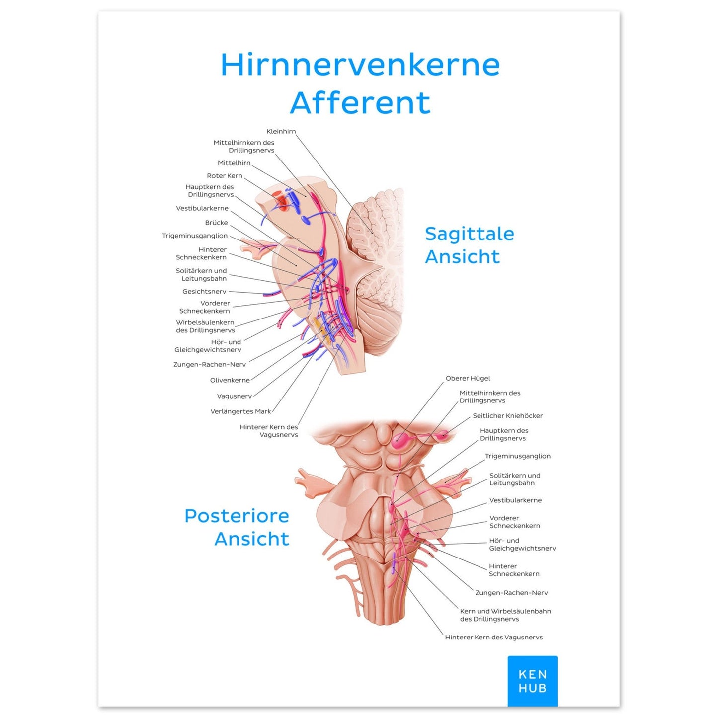 Hirnnerven Afferent (Deutsch) #poster# by ARTEXPRESSO