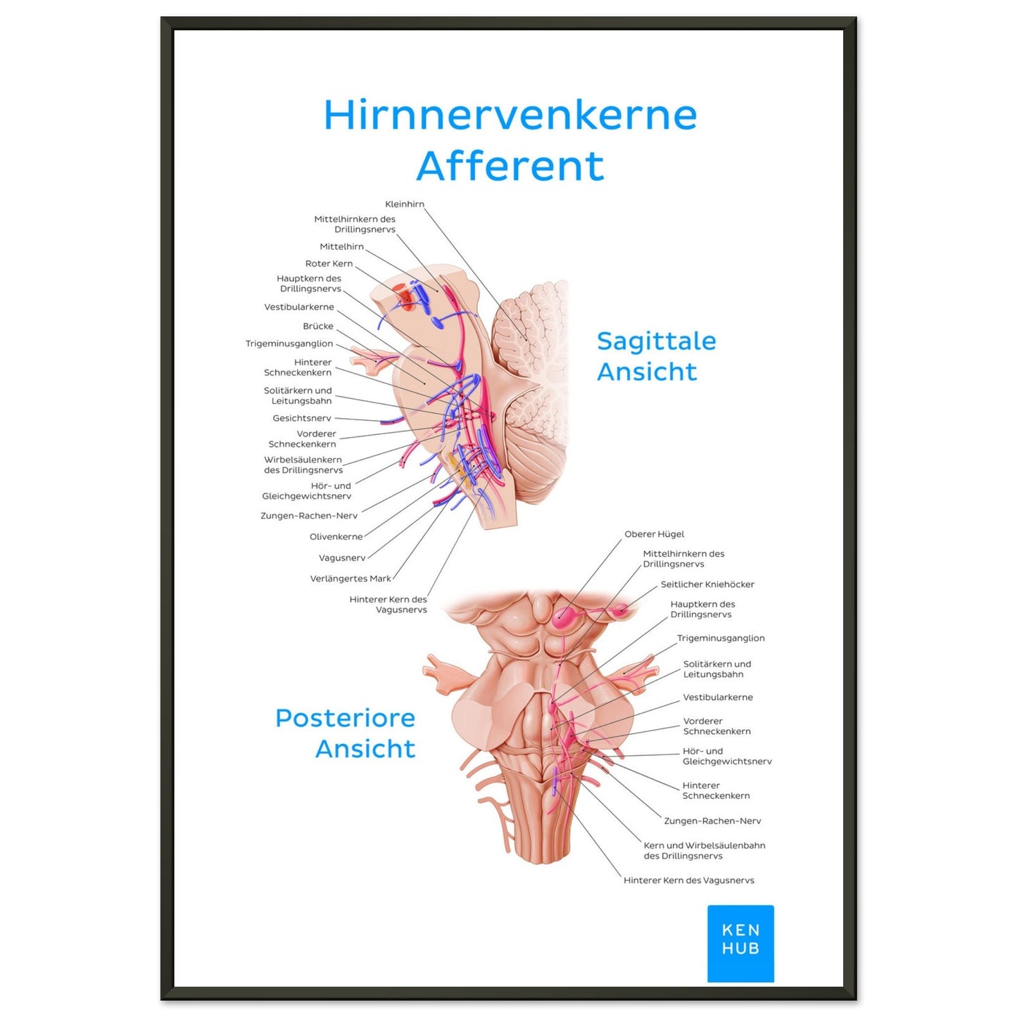 Hirnnerven Afferent (Deutsch) #poster# by ARTEXPRESSO