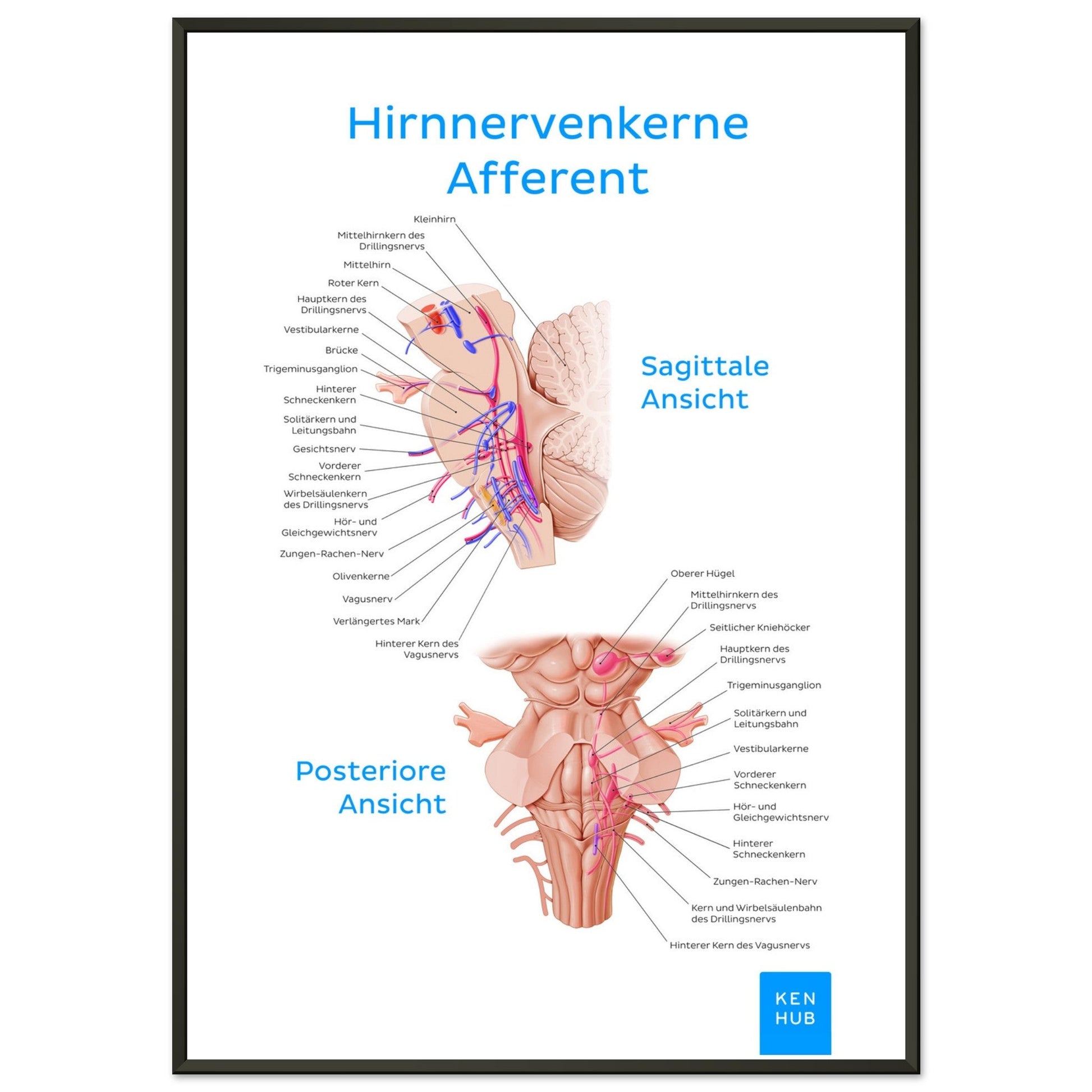 Hirnnerven Afferent (Deutsch) #poster# by ARTEXPRESSO