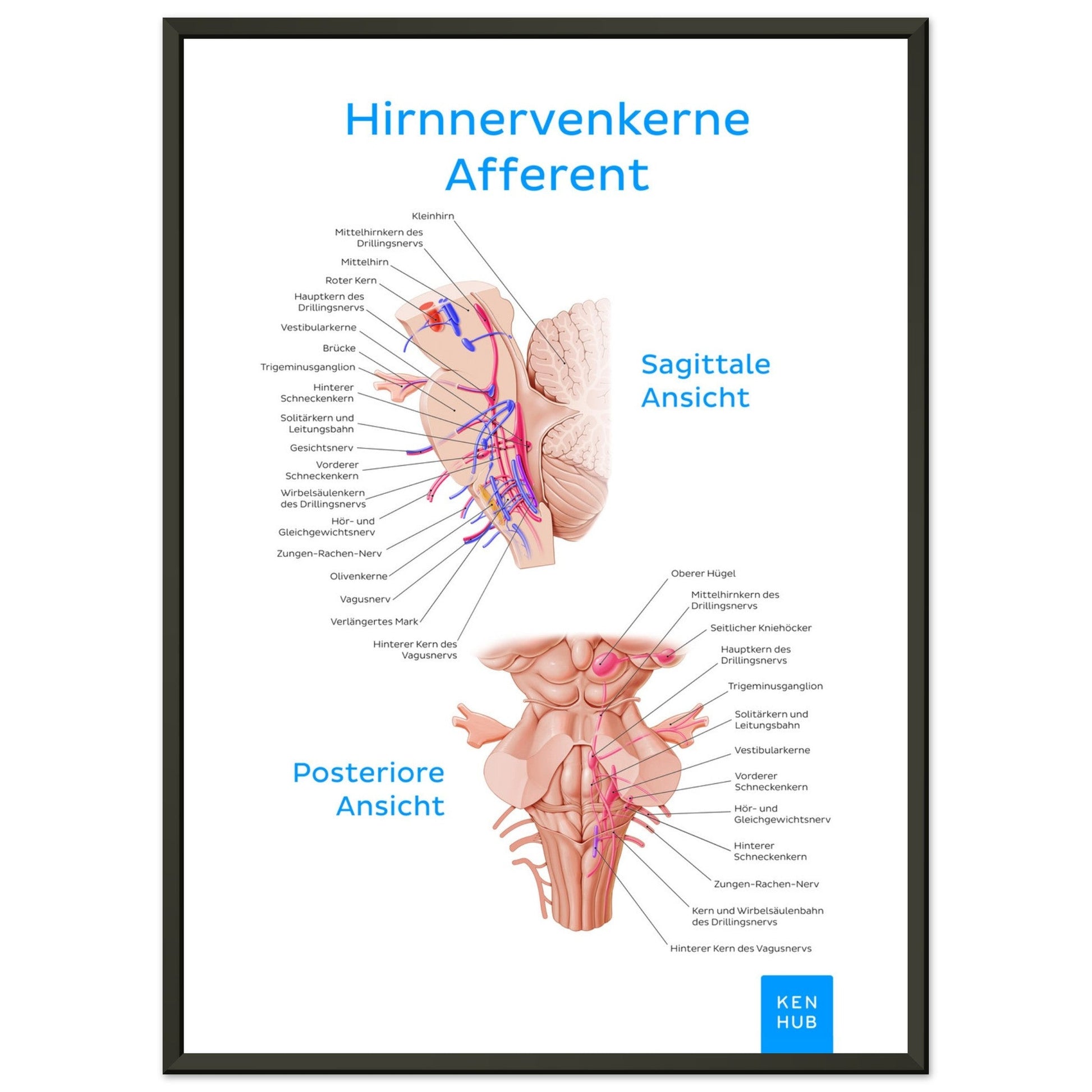 Hirnnerven Afferent (Deutsch) #poster# by ARTEXPRESSO