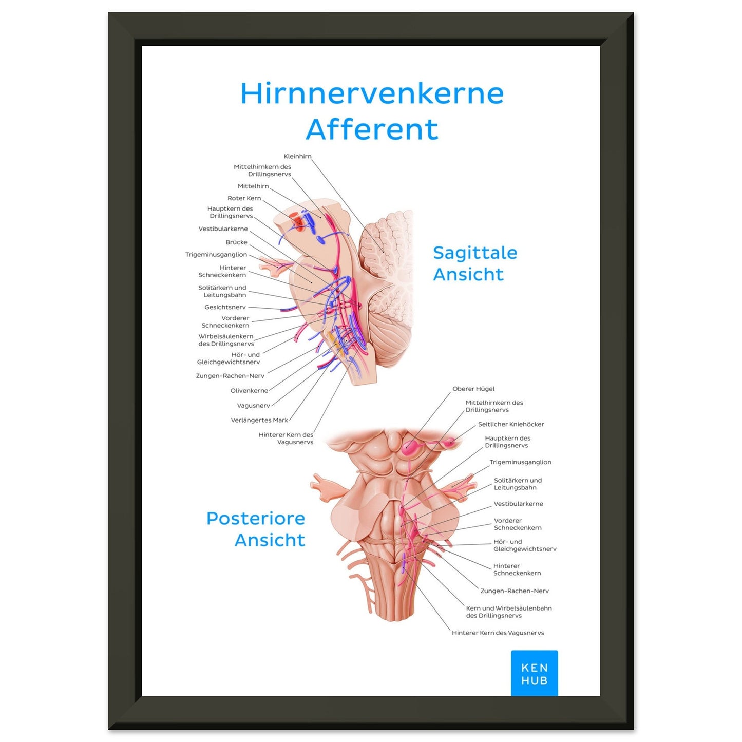 Hirnnerven Afferent (Deutsch) #poster# by ARTEXPRESSO