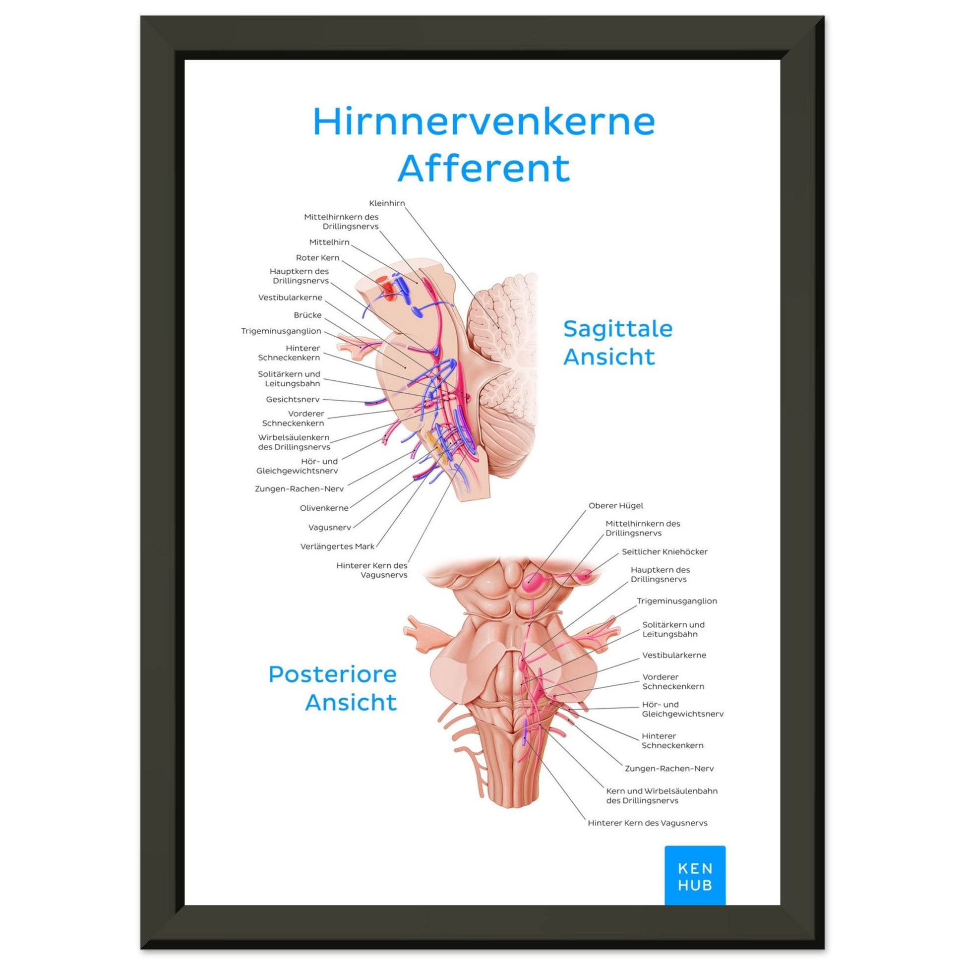 Hirnnerven Afferent (Deutsch) #poster# by ARTEXPRESSO