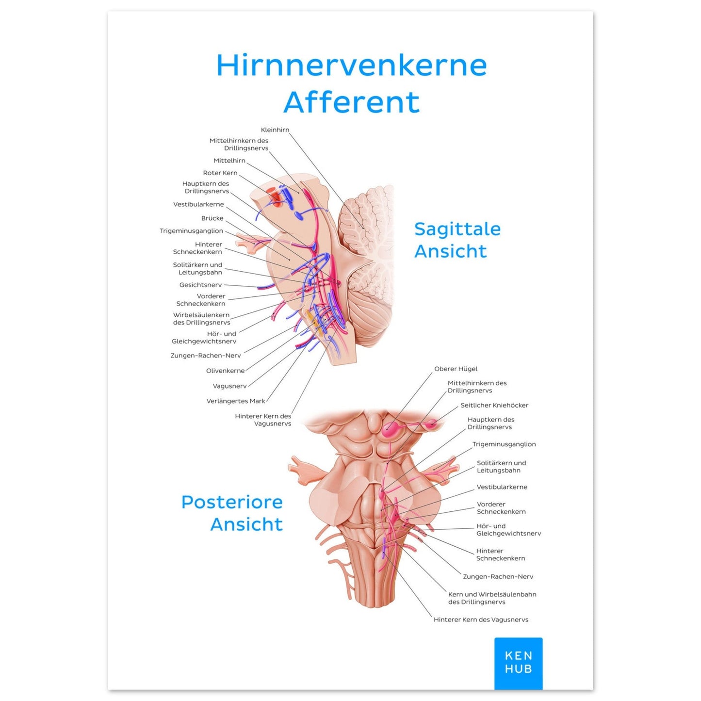 Hirnnerven Afferent (Deutsch) #poster# by ARTEXPRESSO